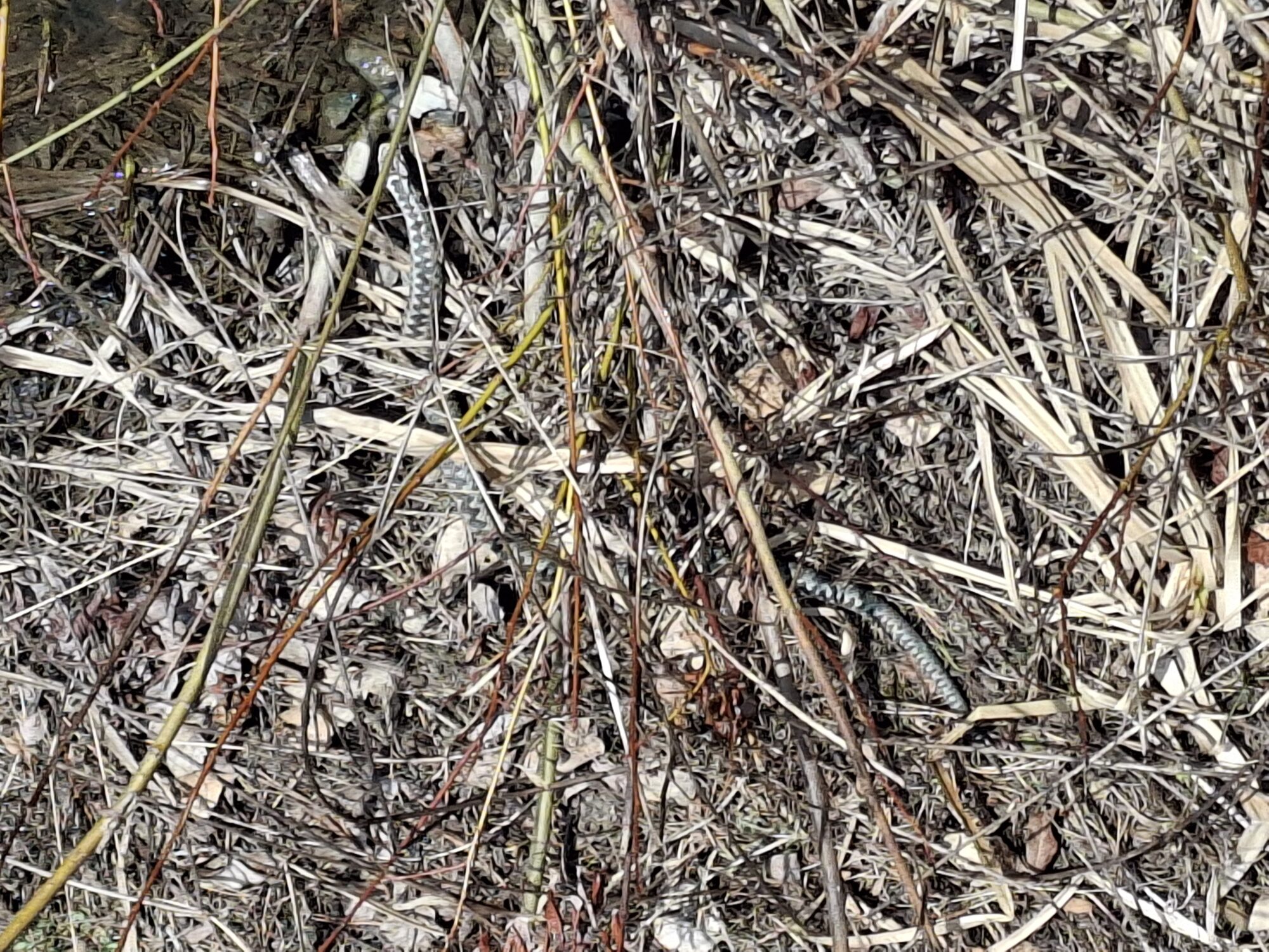 Valokuvaaja: Satu Suuntala Valokuvaaja: Satu Suuntala