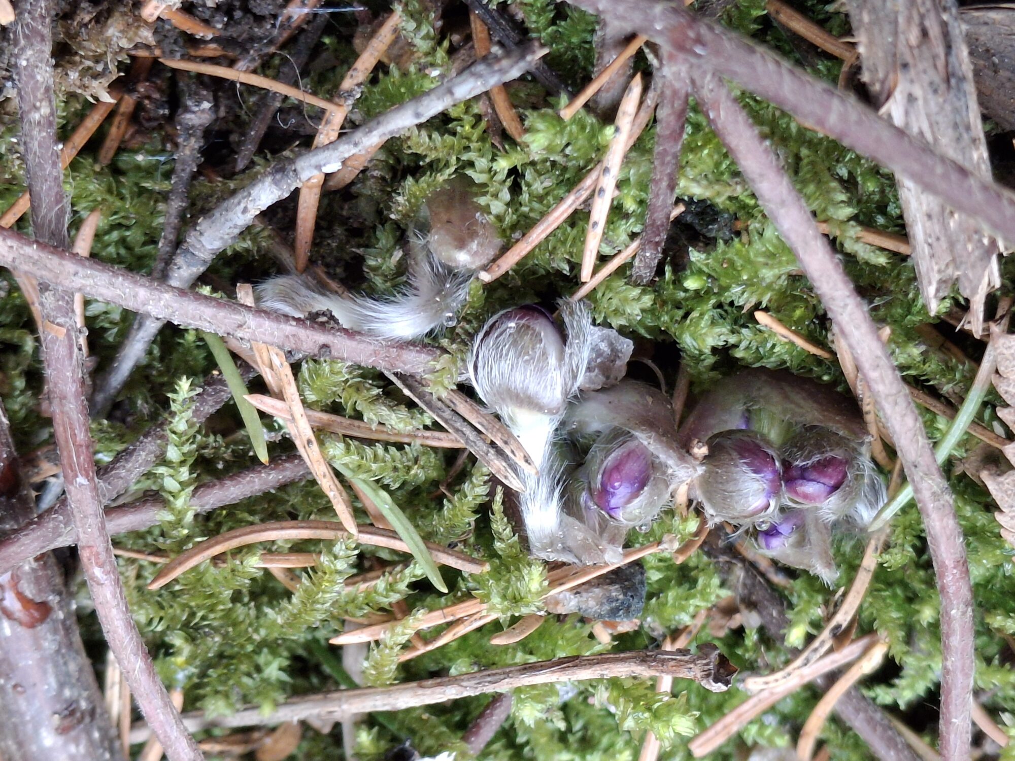 Valokuvaaja: Satu Suuntala