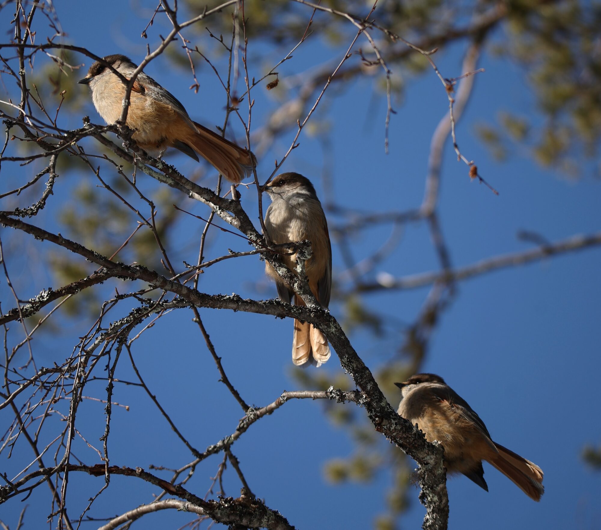 Valokuvaaja: Kaarina Heiskanen