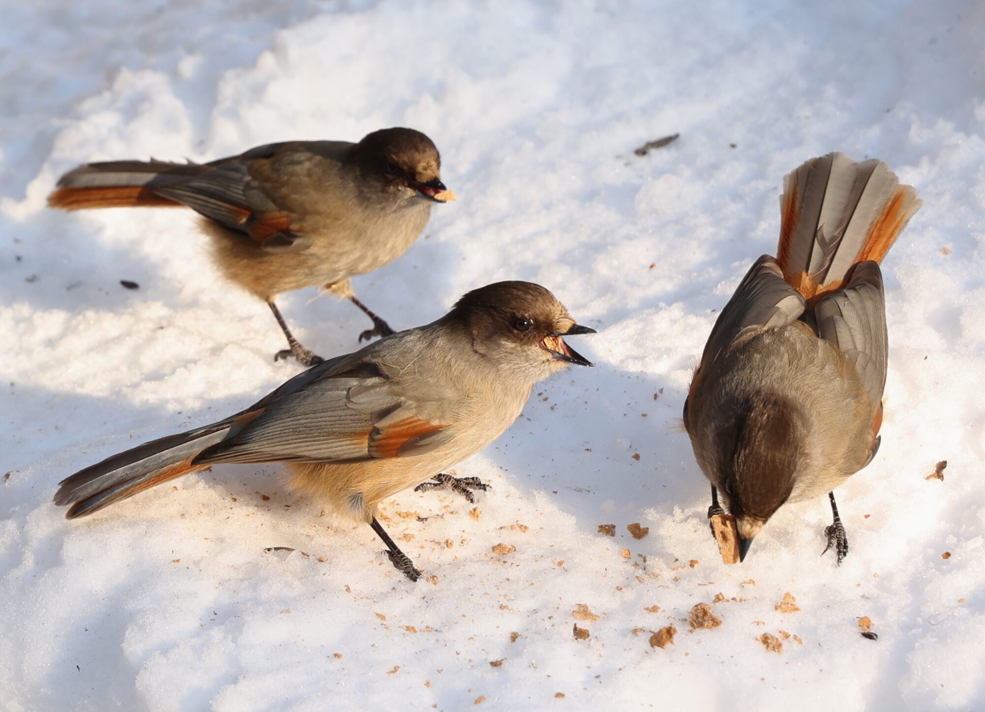 Valokuvaaja: Kaarina Heiskanen Valokuvaaja: Kaarina Heiskanen