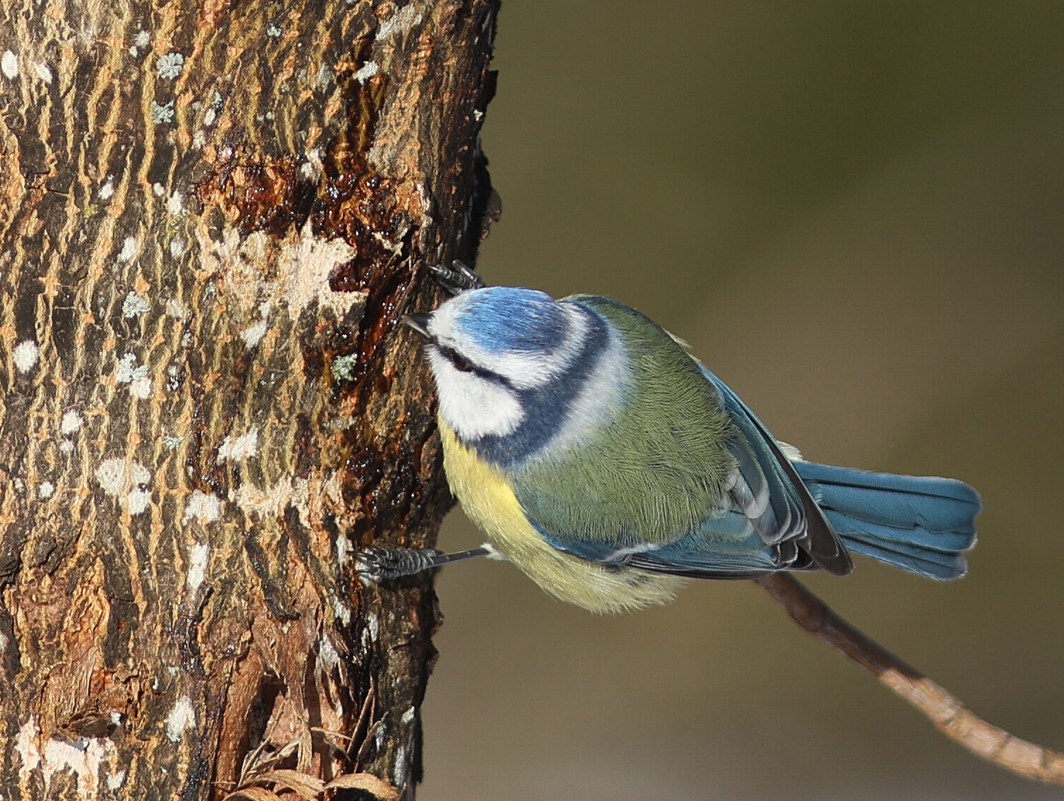 Valokuvaaja: Irma Kortekallio Valokuvaaja: Irma Kortekallio
