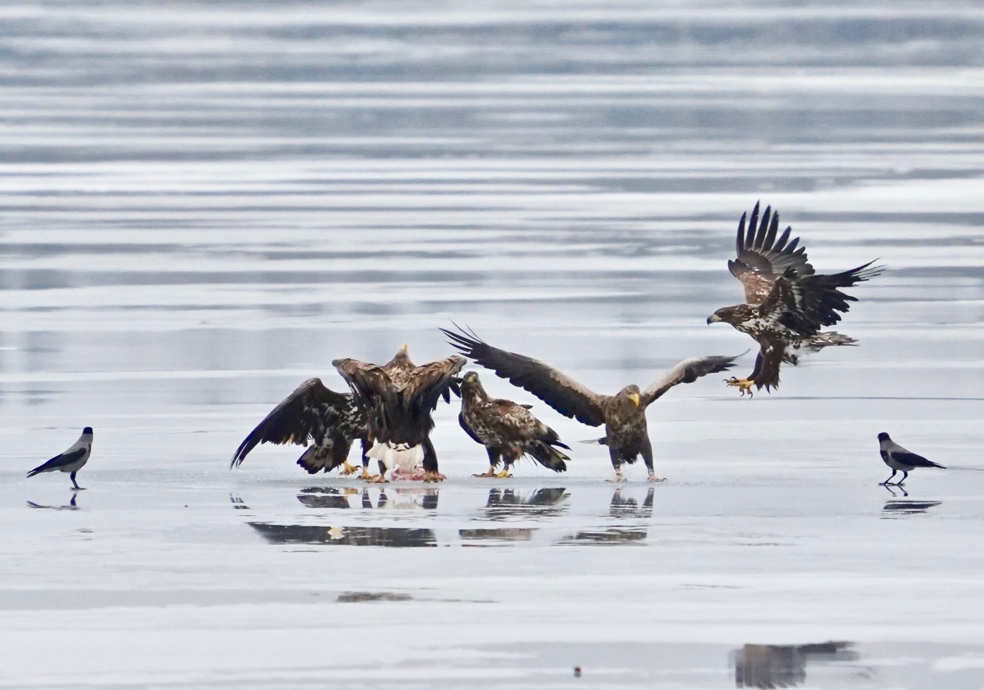 Valokuvaaja: Markku Ranta-Eilola Valokuvaaja: Markku Ranta-Eilola