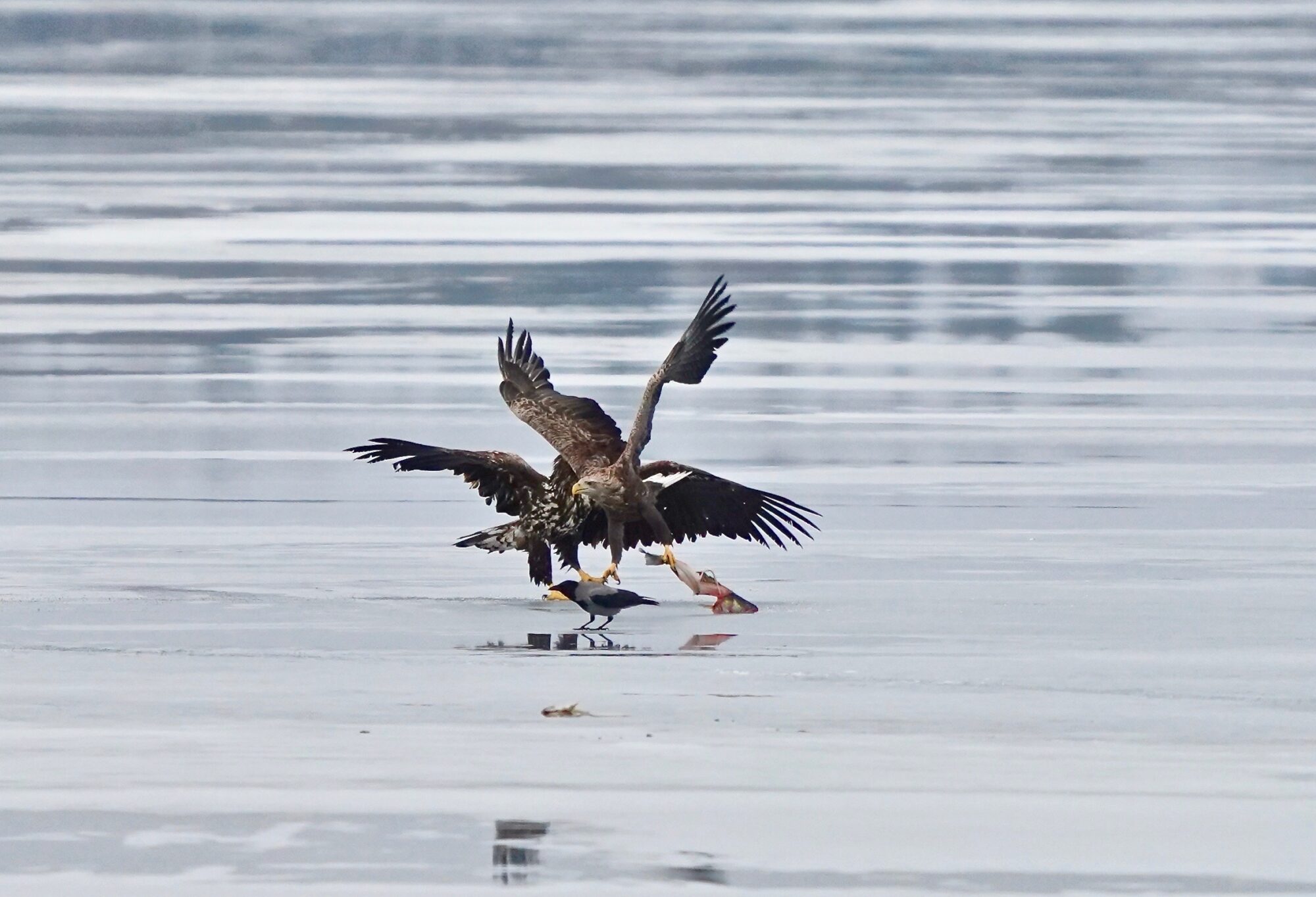 Valokuvaaja: Markku Ranta-Eilola