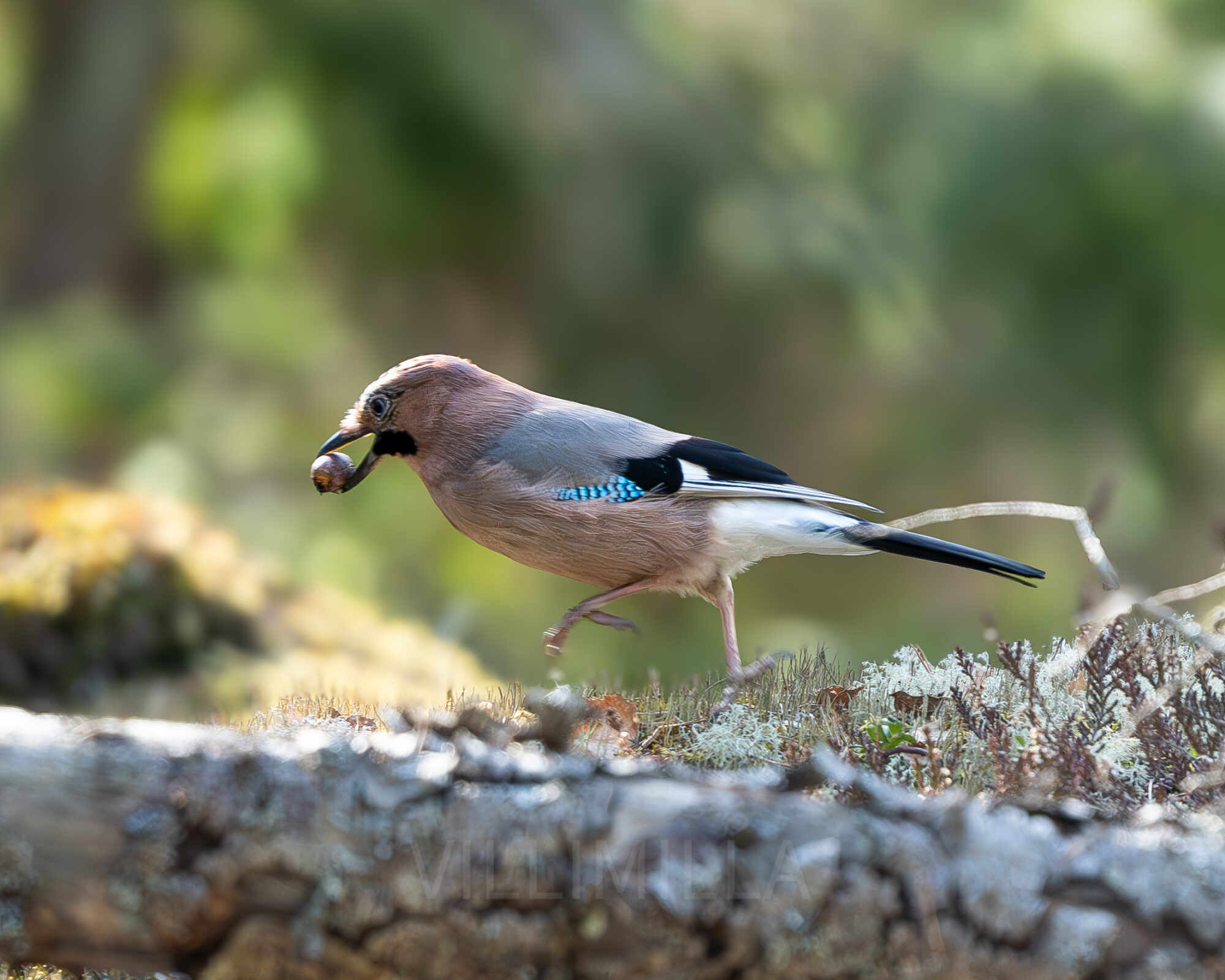 Valokuvaaja: Milla Rannila Valokuvaaja: Milla Rannila