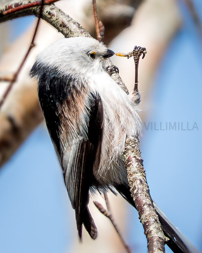 Valokuvaaja: Milla Rannila Valokuvaaja: Milla Rannila