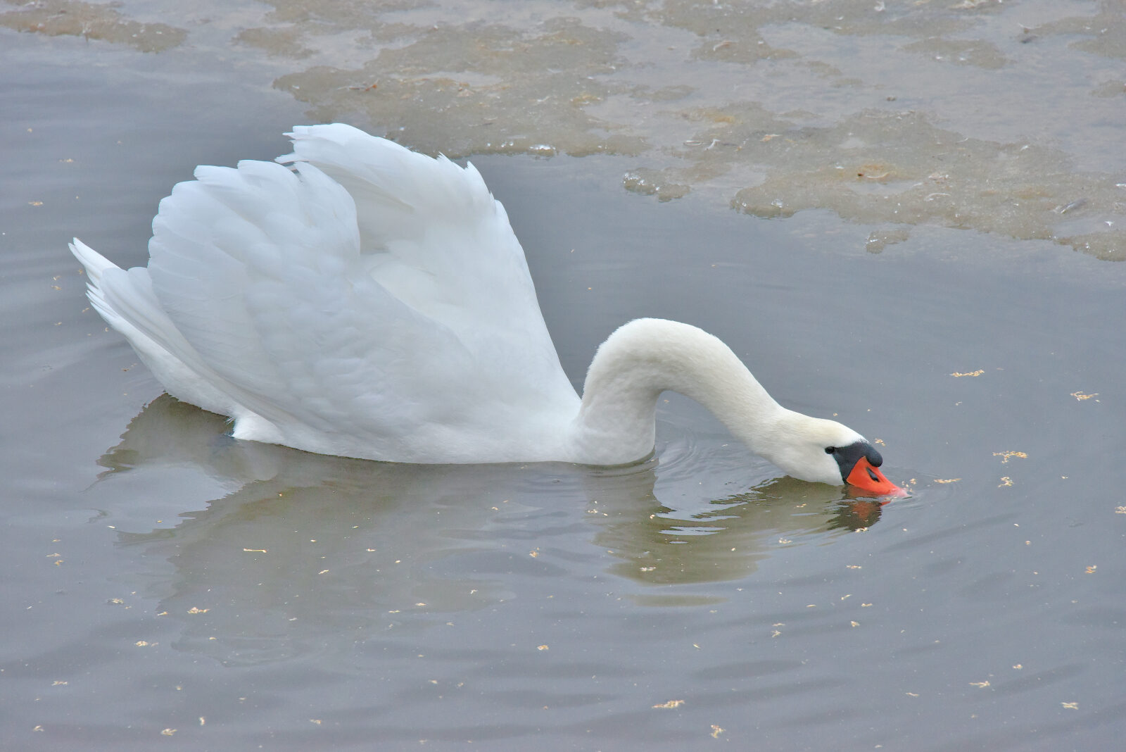 Valokuvaaja: Reijo Juurinen Valokuvaaja: Reijo Juurinen