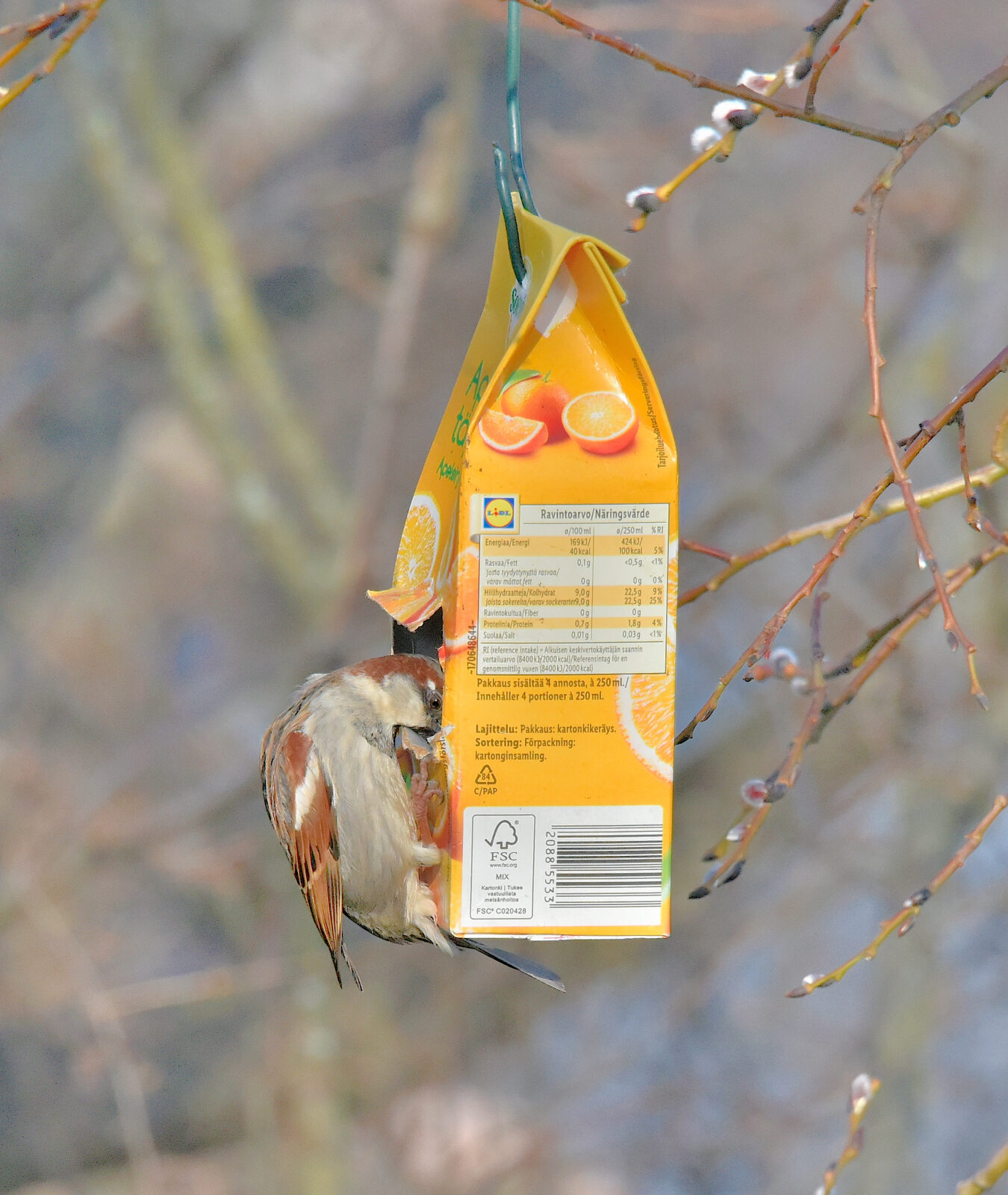 Valokuvaaja: Reijo Juurinen