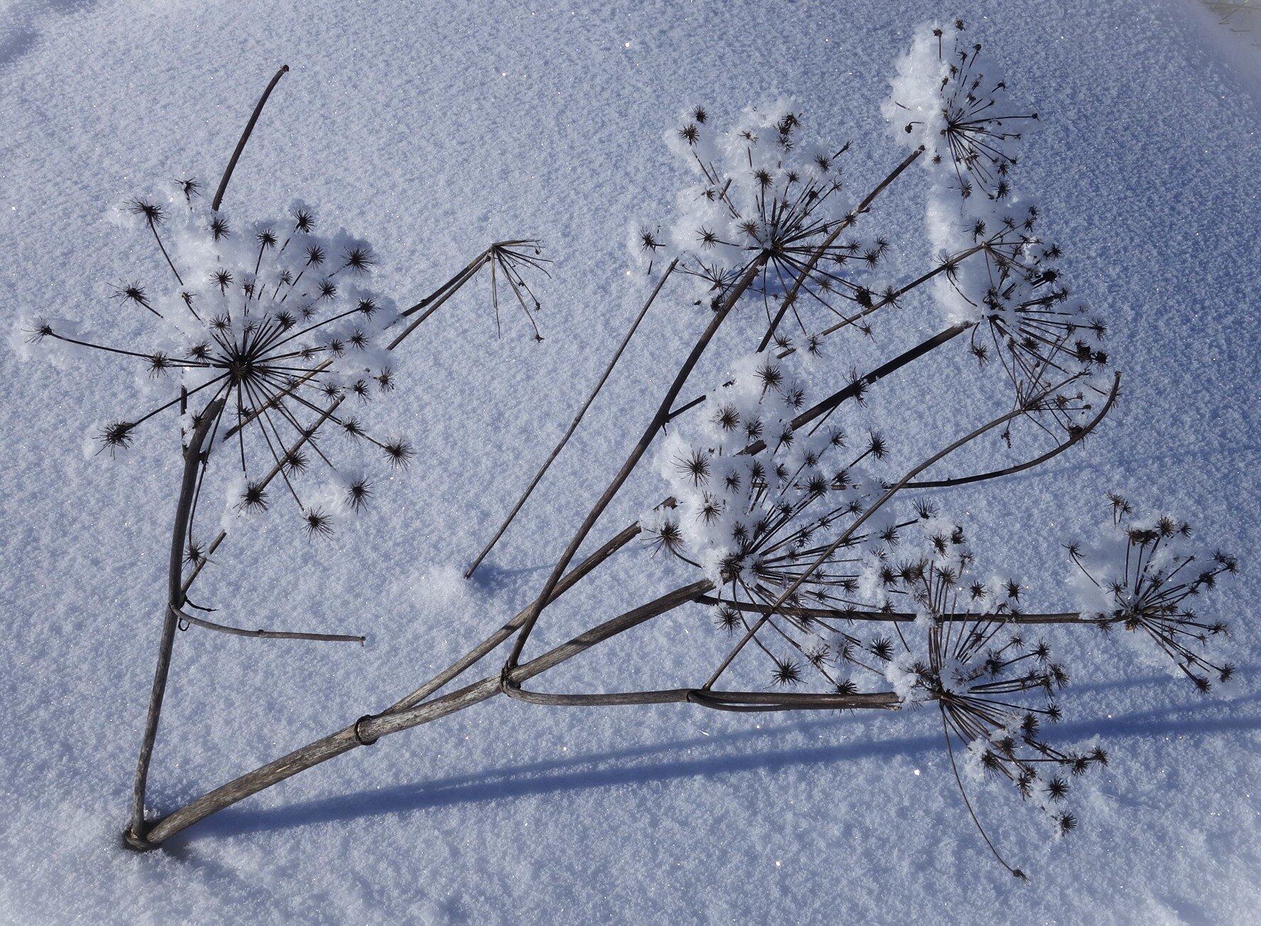 Valokuvaaja: Kaarina Heiskanen Valokuvaaja: Kaarina Heiskanen