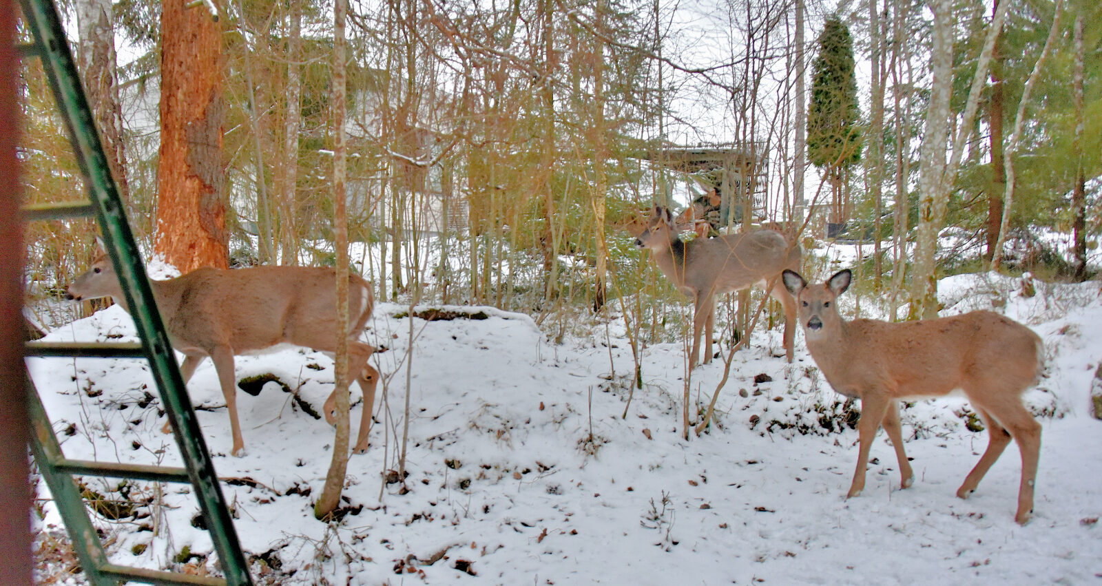 Valokuvaaja: Reijo Juurinen Valokuvaaja: Reijo Juurinen