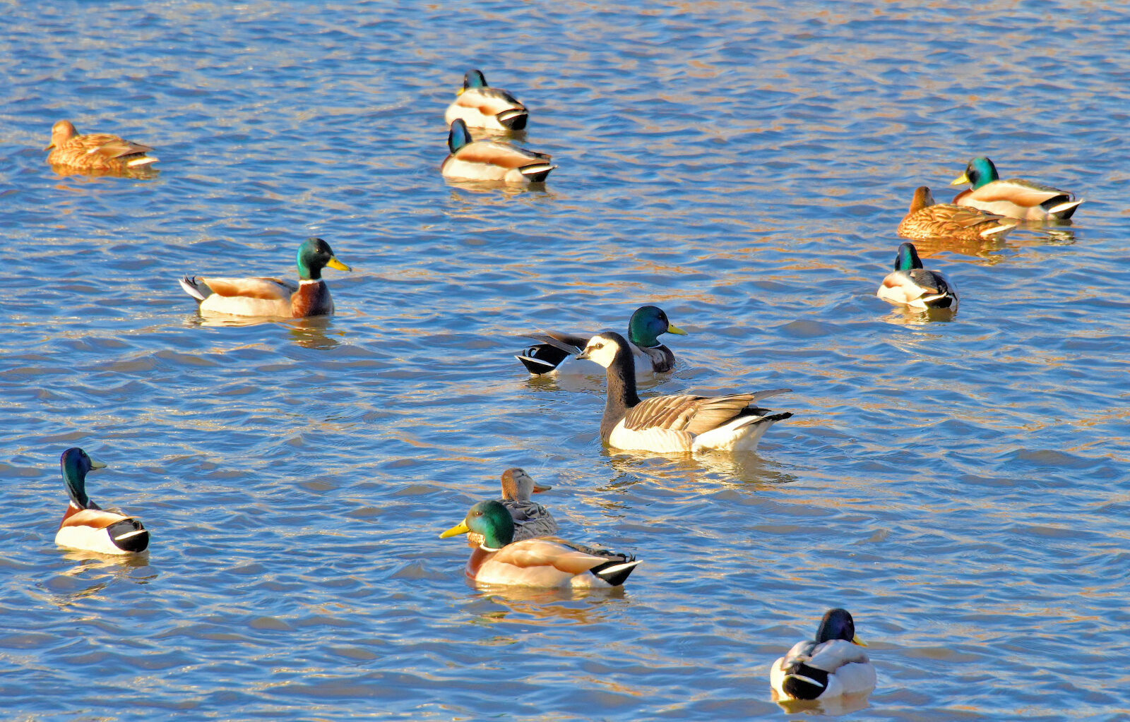 Valokuvaaja: Reijo Juurinen Valokuvaaja: Reijo Juurinen
