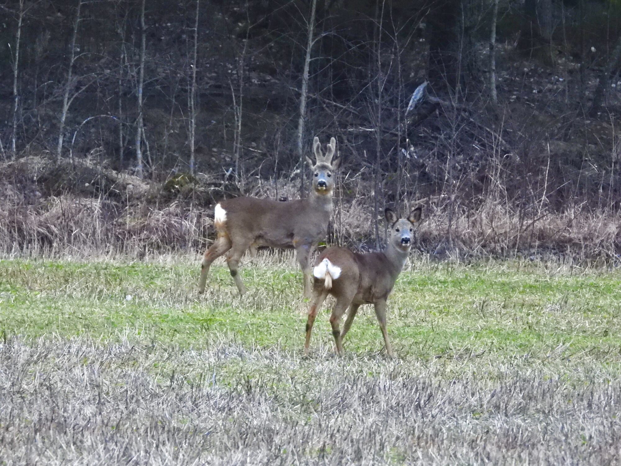 Valokuvaaja: Juhani Peltonen