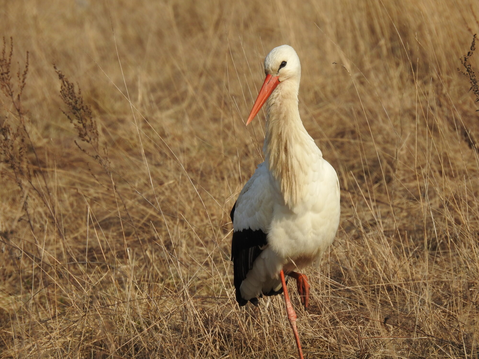 Valokuvaaja: Jarmo Mantere