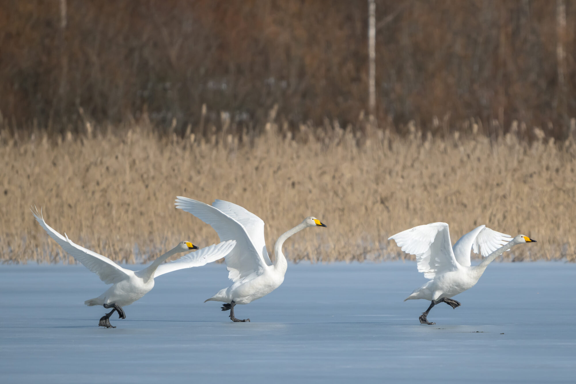 Valokuvaaja: Markku Saarinen Valokuvaaja: Markku Saarinen