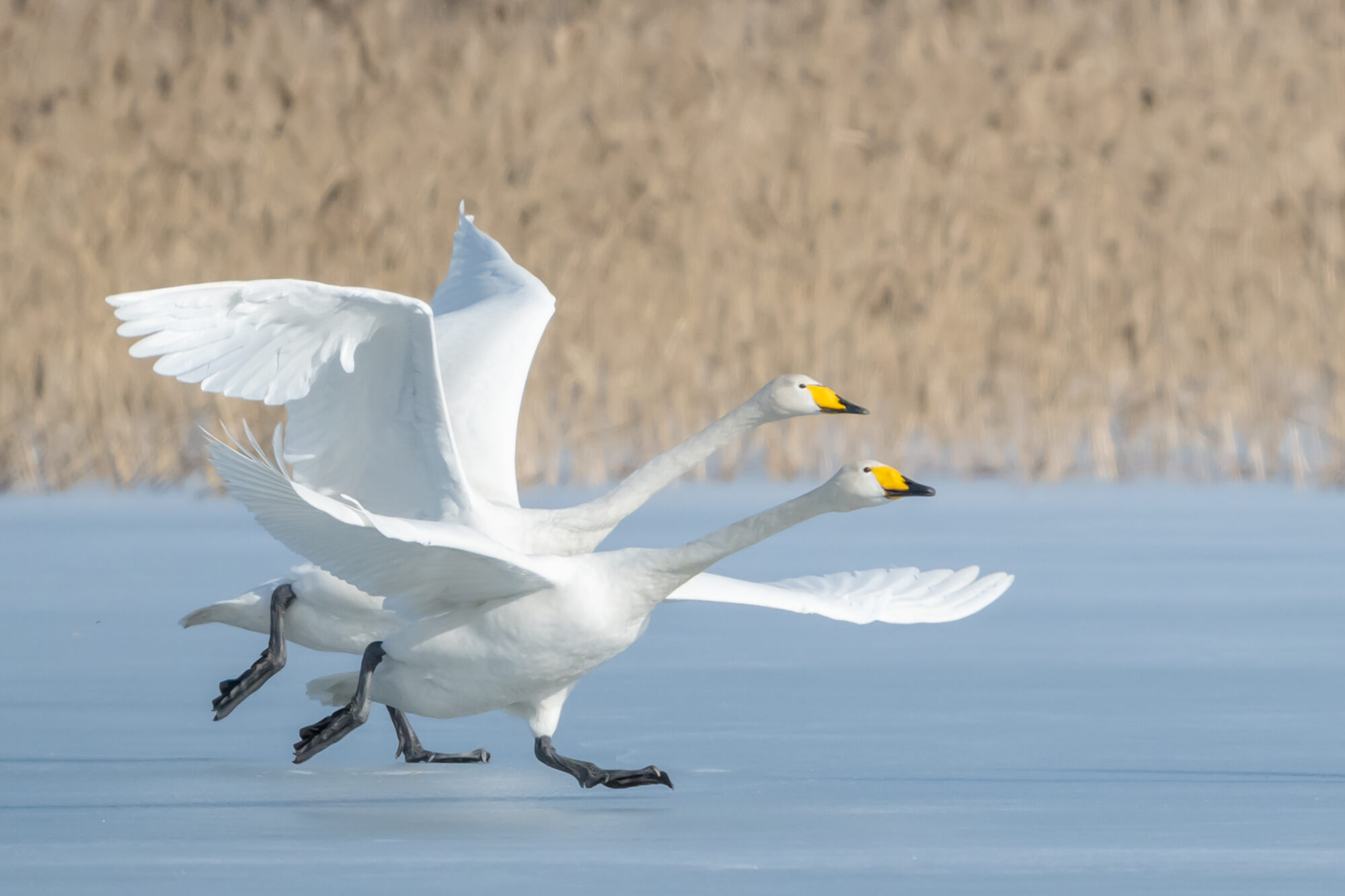 Valokuvaaja: Markku Saarinen Valokuvaaja: Markku Saarinen