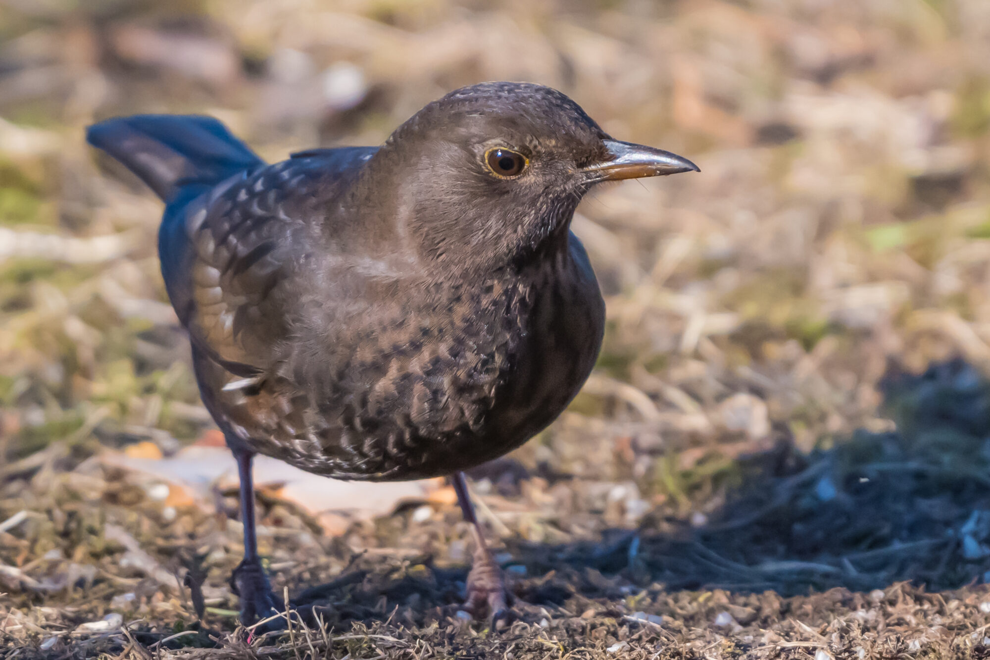 Valokuvaaja: MarkkuSaarinen Valokuvaaja: MarkkuSaarinen