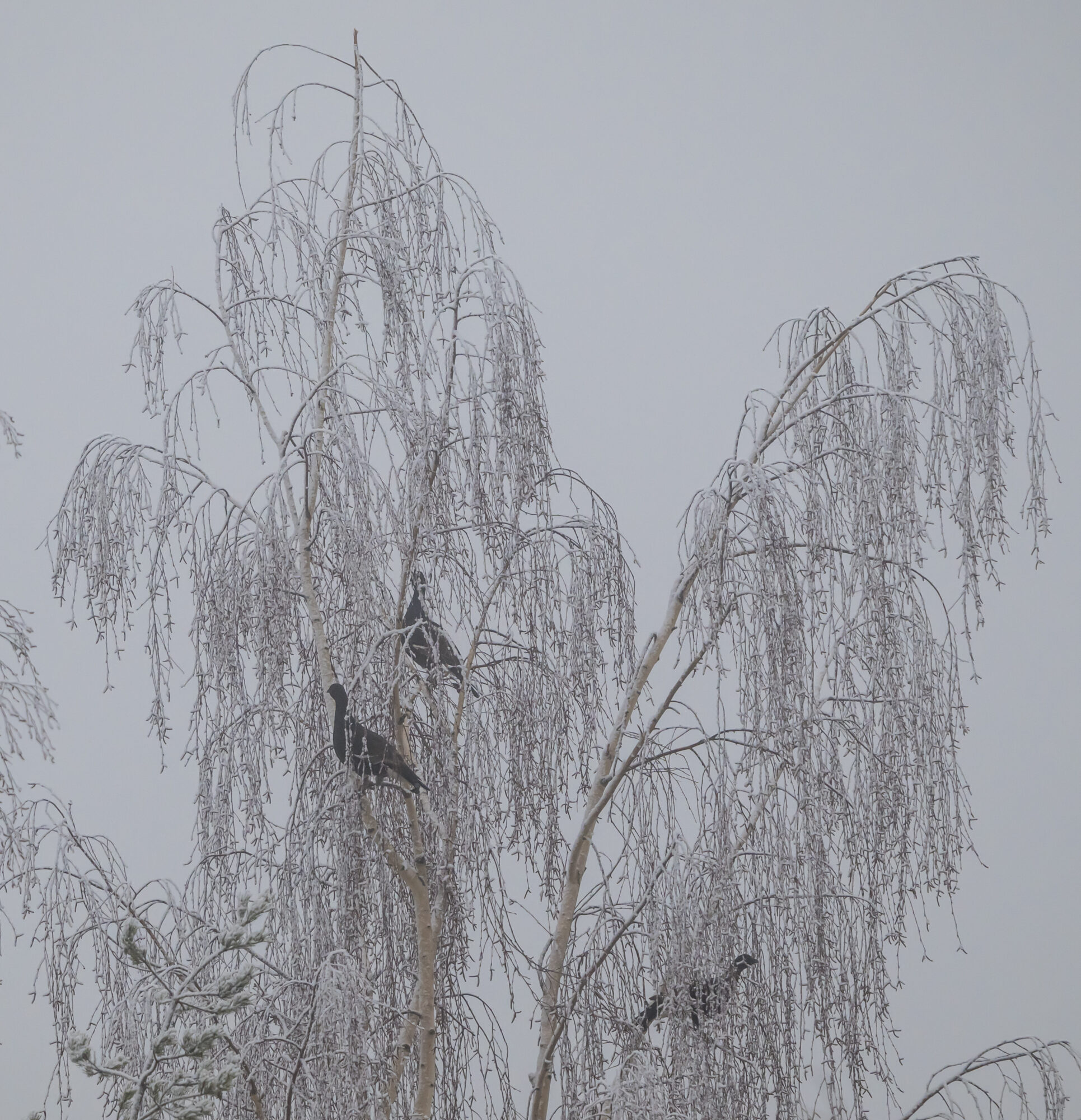 Valokuvaaja: Markku Saarinen Valokuvaaja: Markku Saarinen