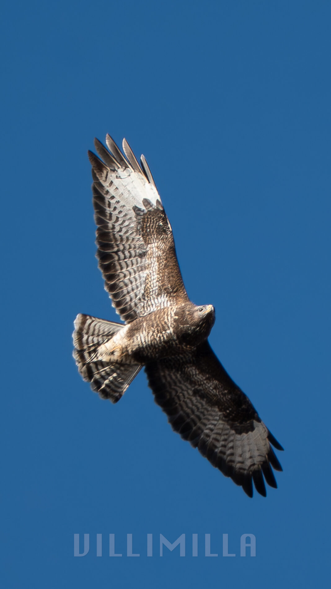 Valokuvaaja: Milla Rannila Valokuvaaja: Milla Rannila