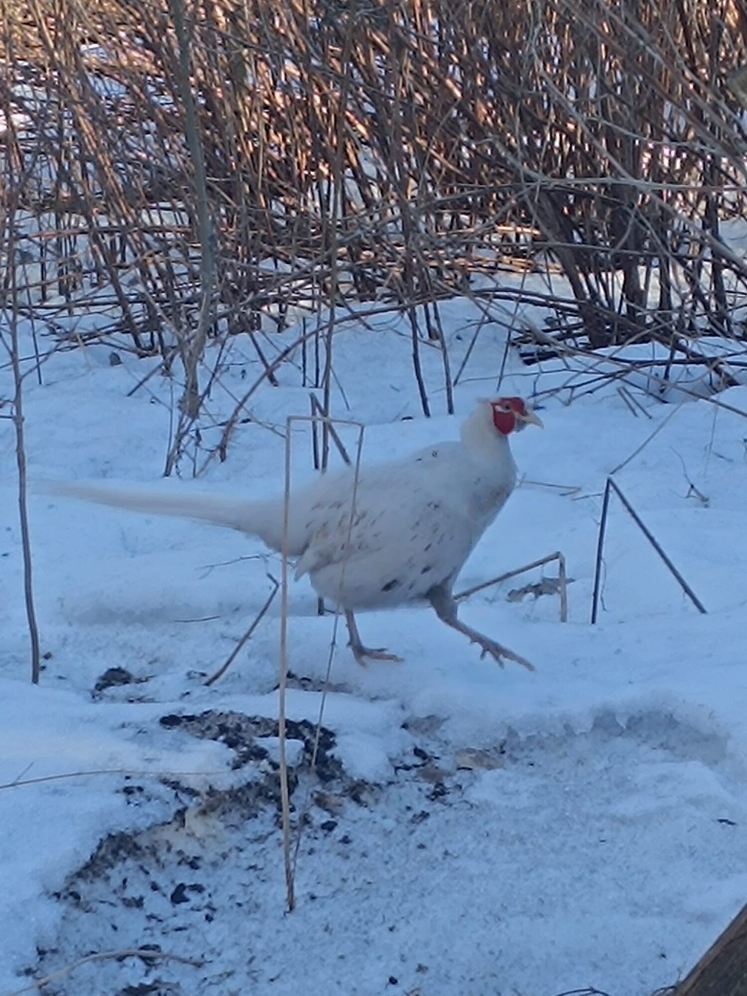 Valokuvaaja: Mea Ryth Valokuvaaja: Mea Ryth