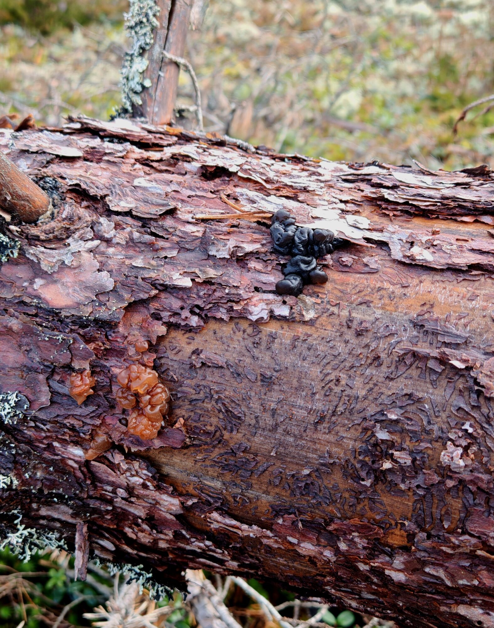 Valokuvaaja: Katariina Heikkonen