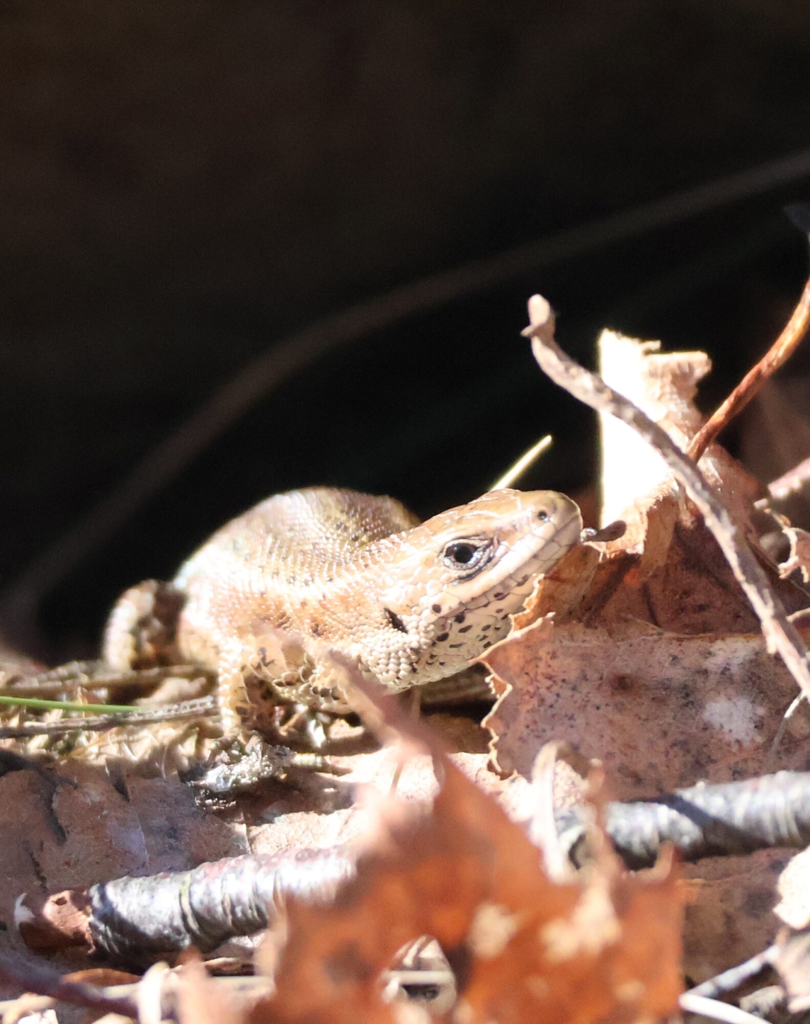 Valokuvaaja: Hanna Rönty Valokuvaaja: Hanna Rönty