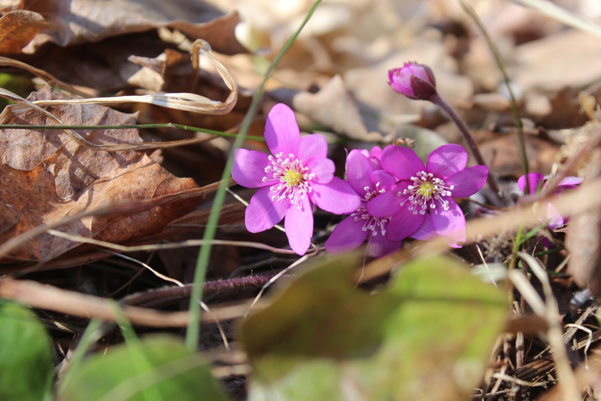Valokuvaaja: Anita Airaskorpi Valokuvaaja: Anita Airaskorpi