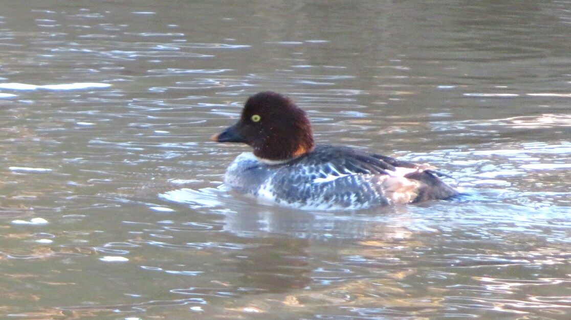 Valokuvaaja: Risto Kangassalo Valokuvaaja: Risto Kangassalo