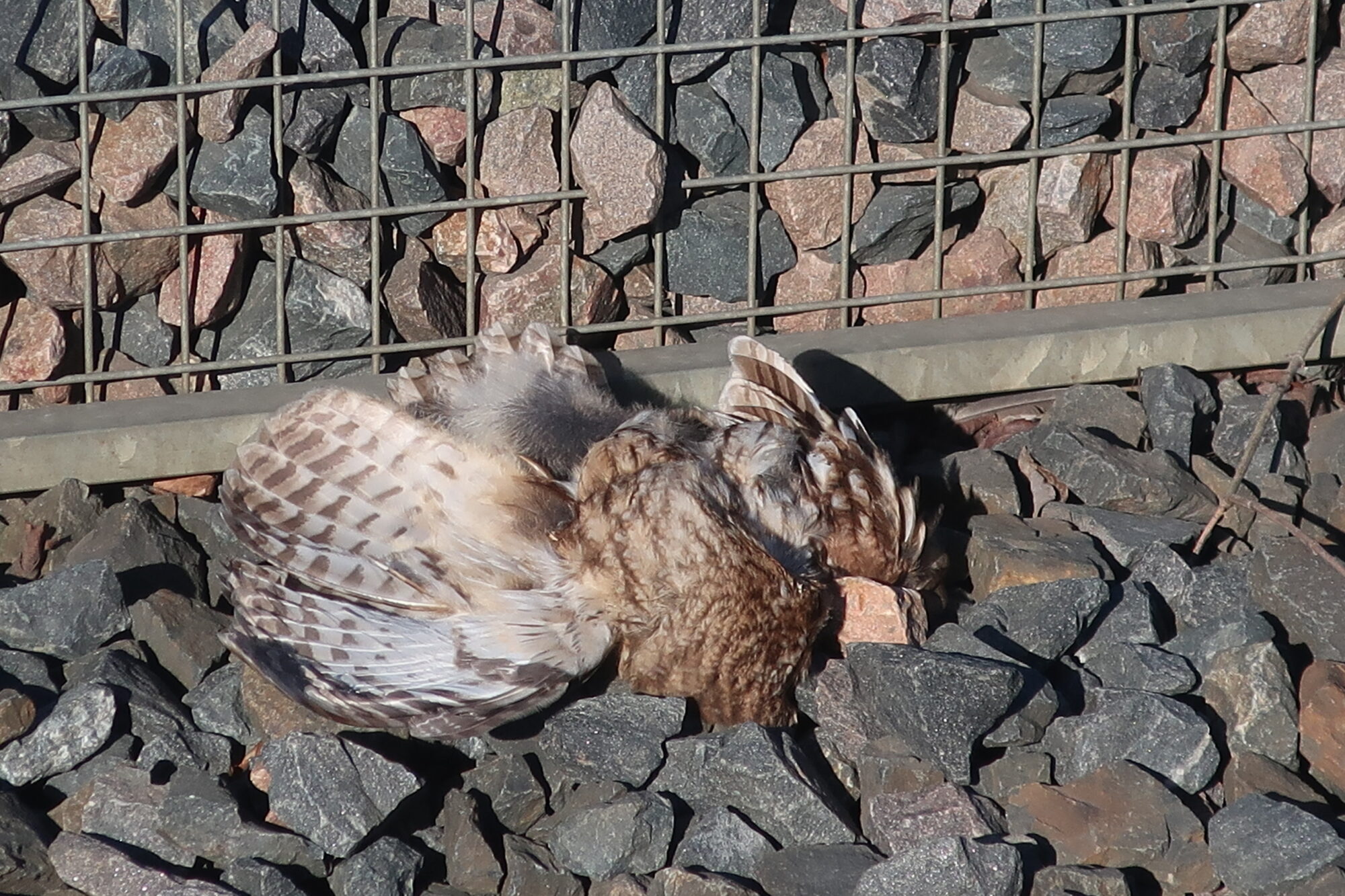 Valokuvaaja: Arja Pohto Valokuvaaja: Arja Pohto