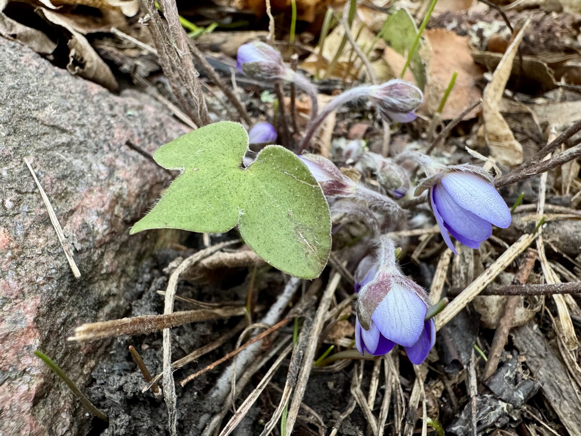 Valokuvaaja: Juhani Peltonen Valokuvaaja: Juhani Peltonen