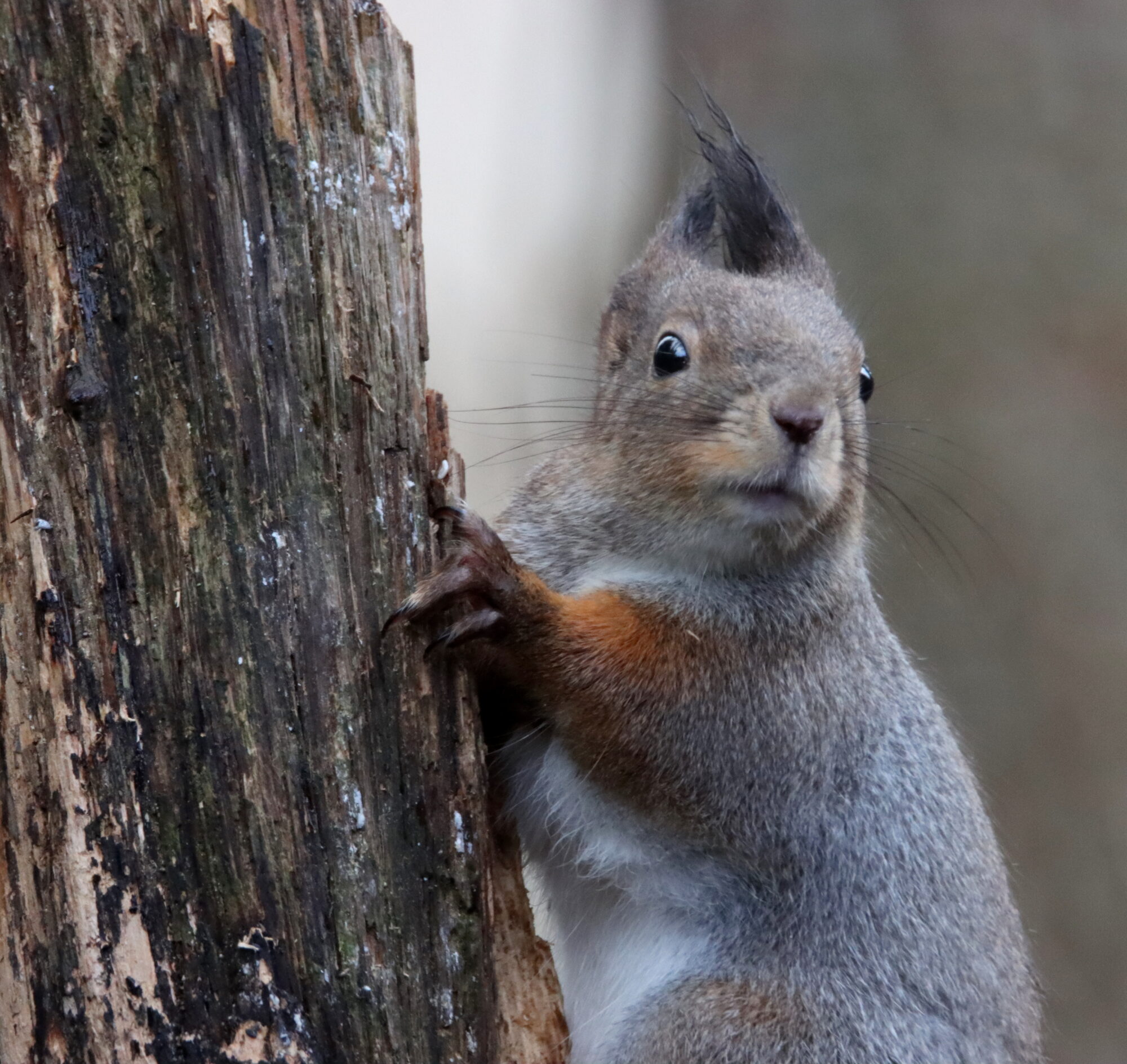 Valokuvaaja: Irja Lehtinen