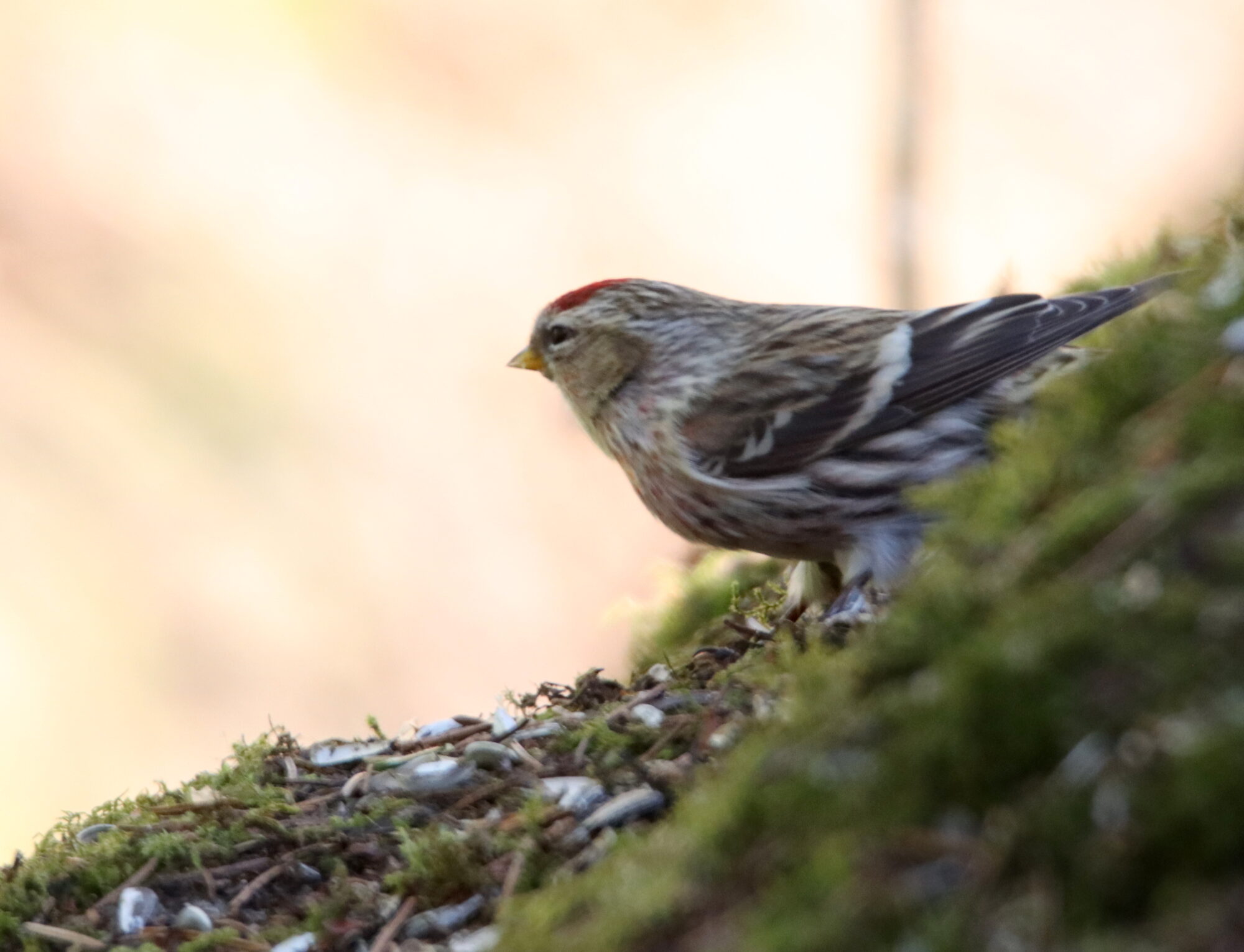 Valokuvaaja: Irja Lehtinen Valokuvaaja: Irja Lehtinen