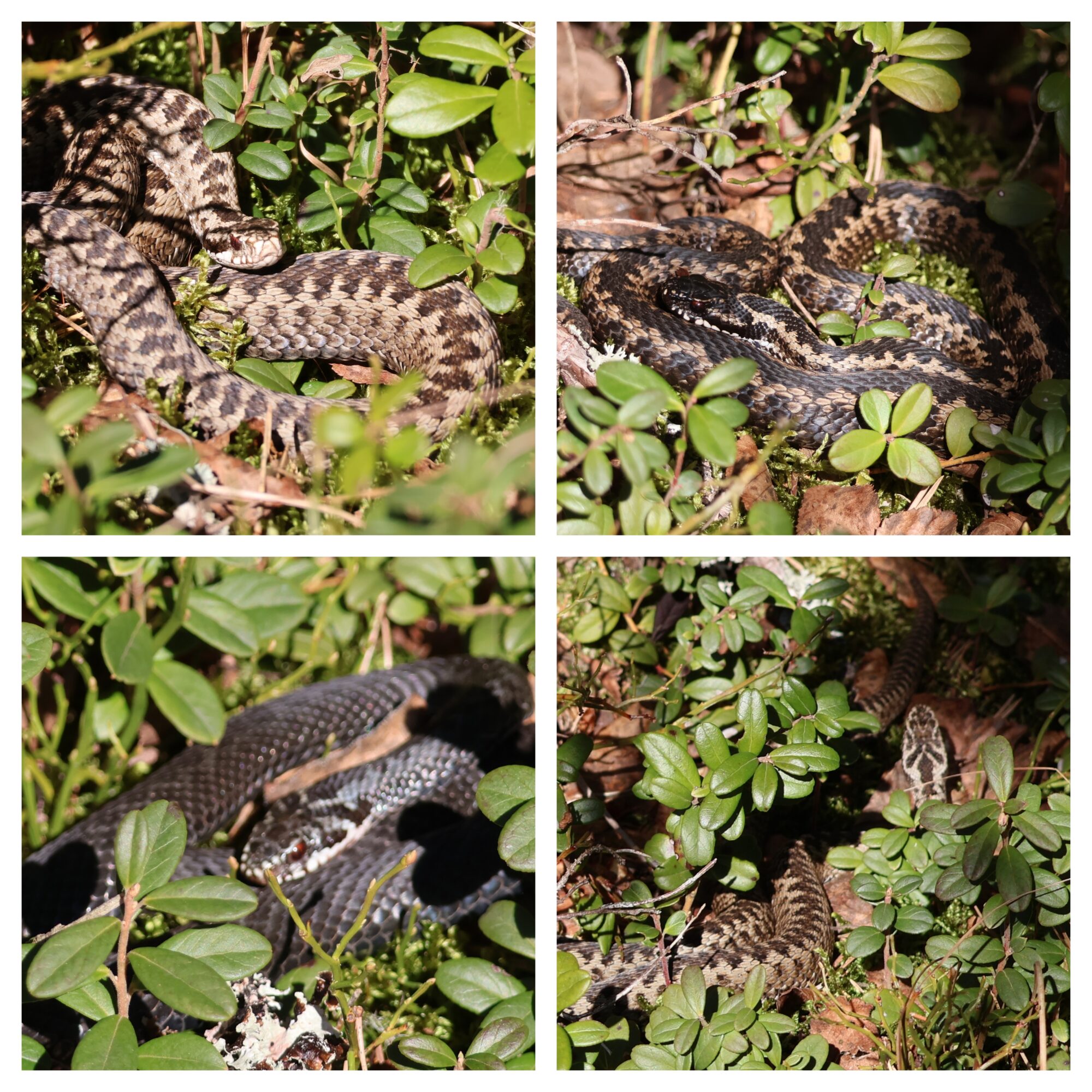 Valokuvaaja: Hanna Rönty Valokuvaaja: Hanna Rönty