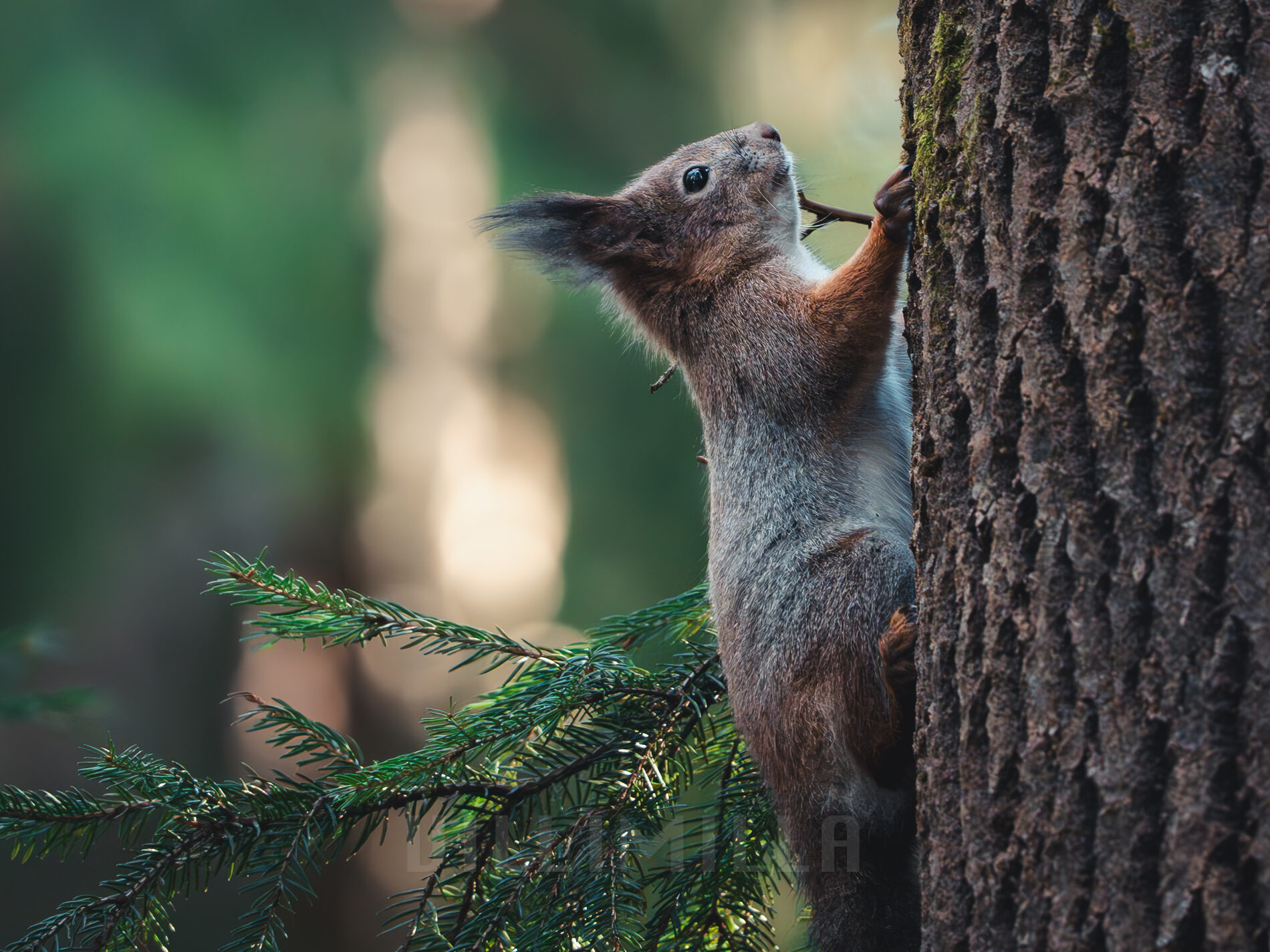 Valokuvaaja: Milla Rannila Valokuvaaja: Milla Rannila