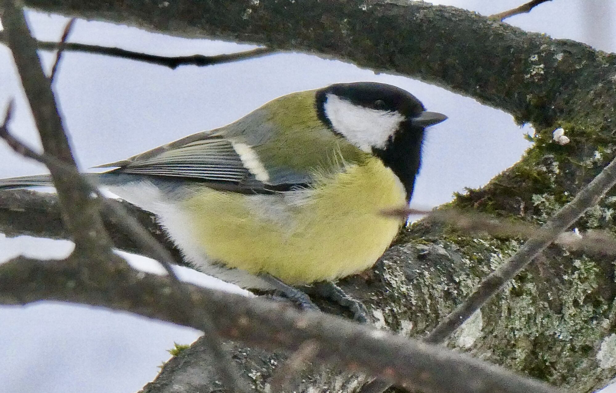 Valokuvaaja: Liisa Niiva-Korpela
