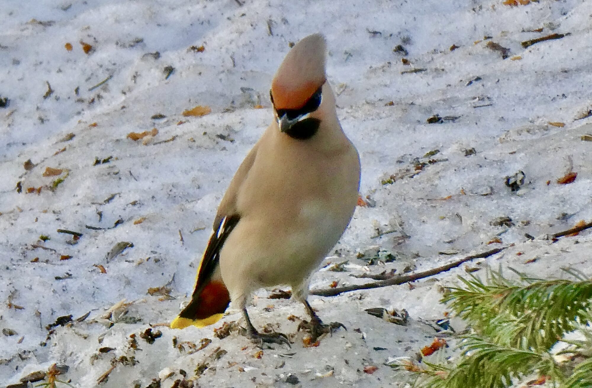 Valokuvaaja: Liisa Niiva-Korpela Valokuvaaja: Liisa Niiva-Korpela