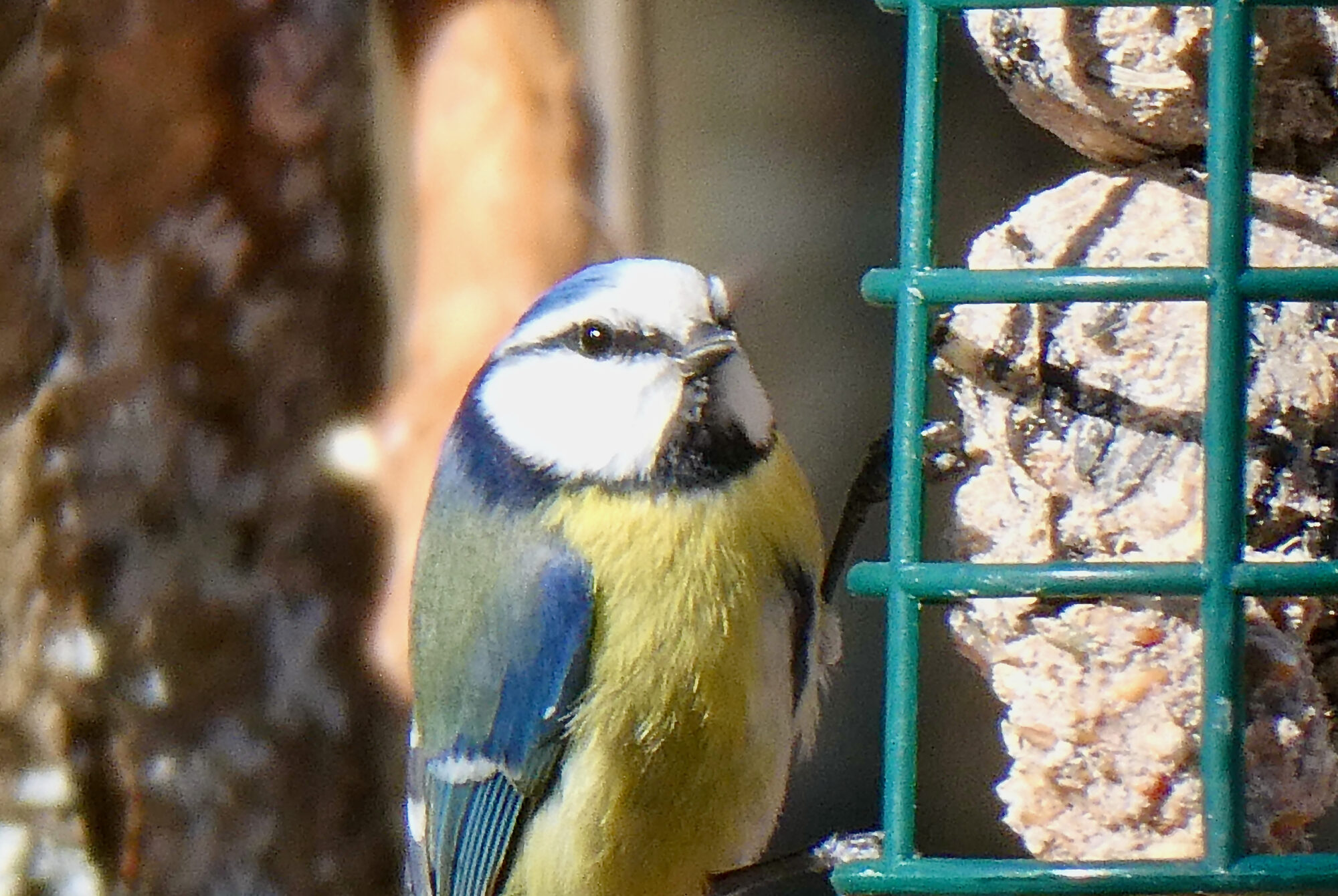 Valokuvaaja: Liisa Niiva-Korpela