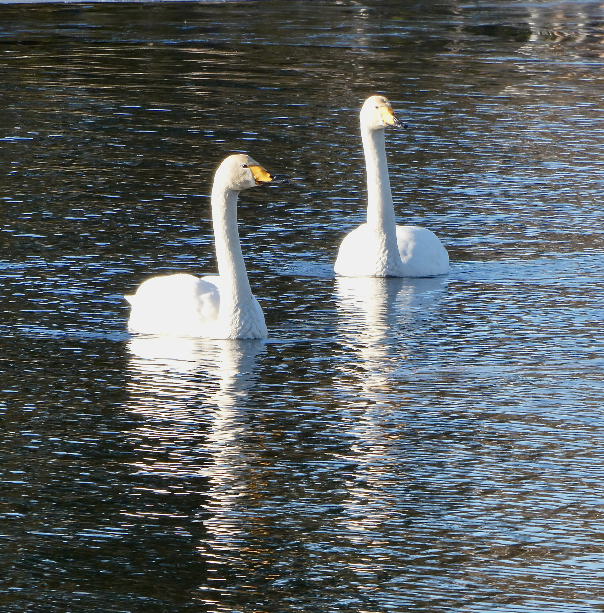 Valokuvaaja: Liisa Niiva-Korpela