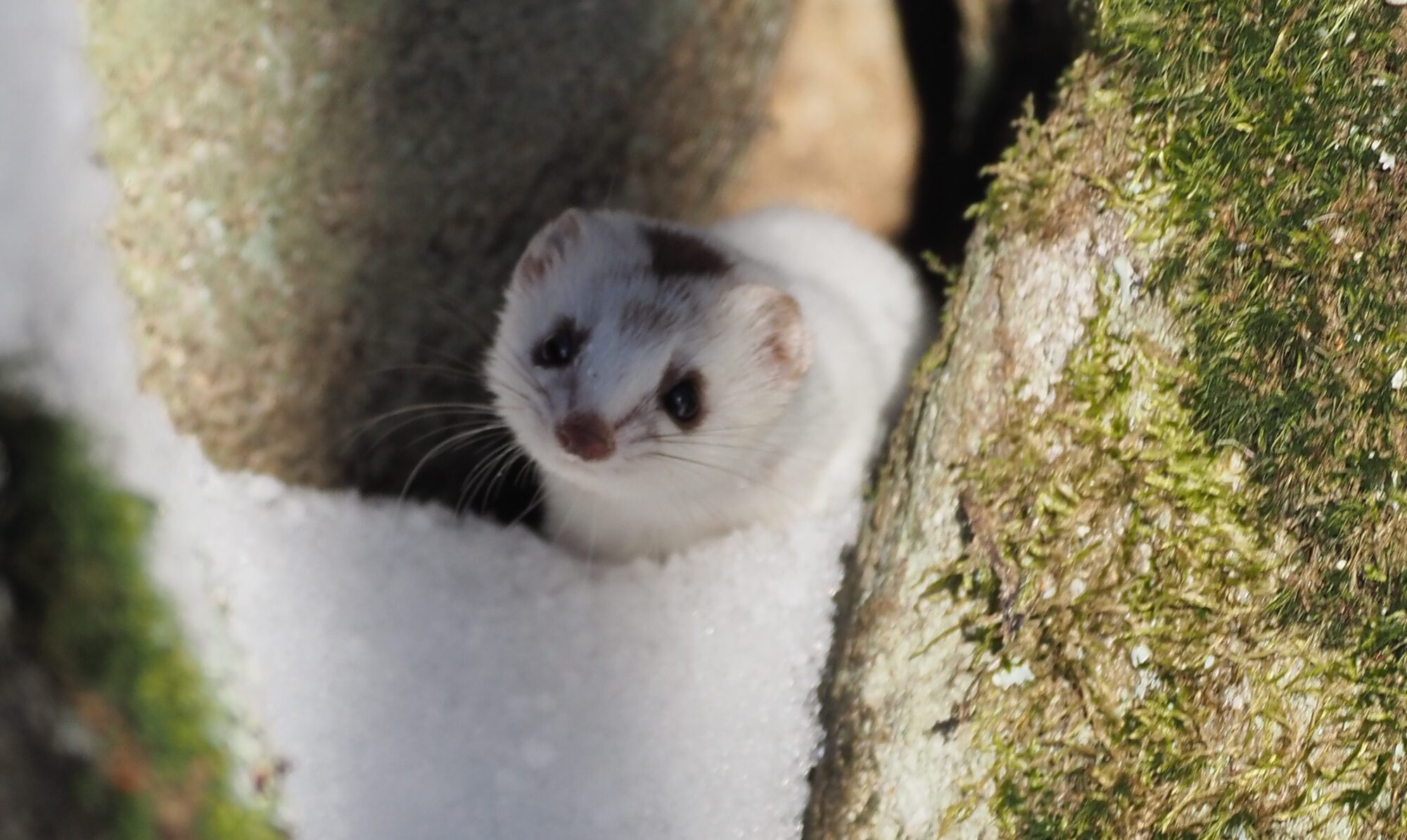 Valokuvaaja: Arja Valtonen Valokuvaaja: Arja Valtonen