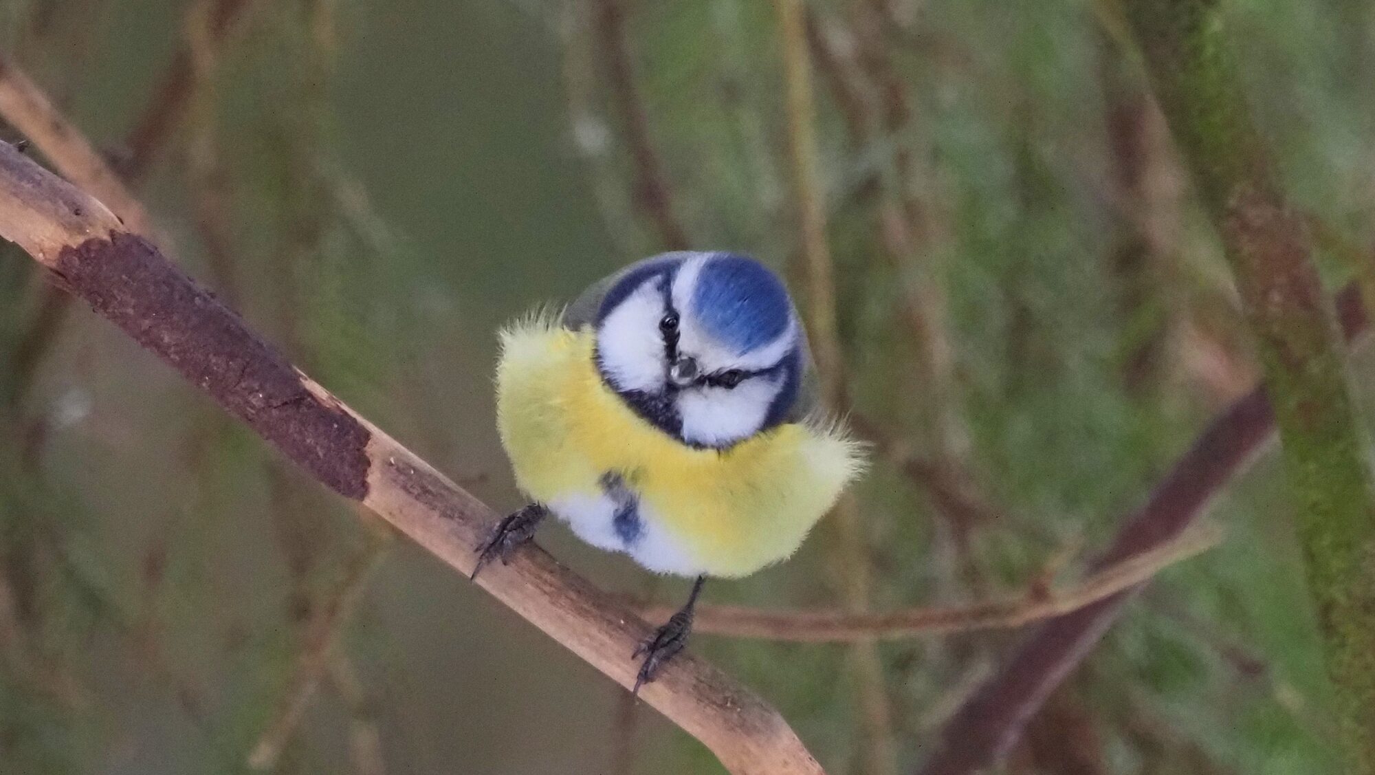 Valokuvaaja: Arja Valtonen