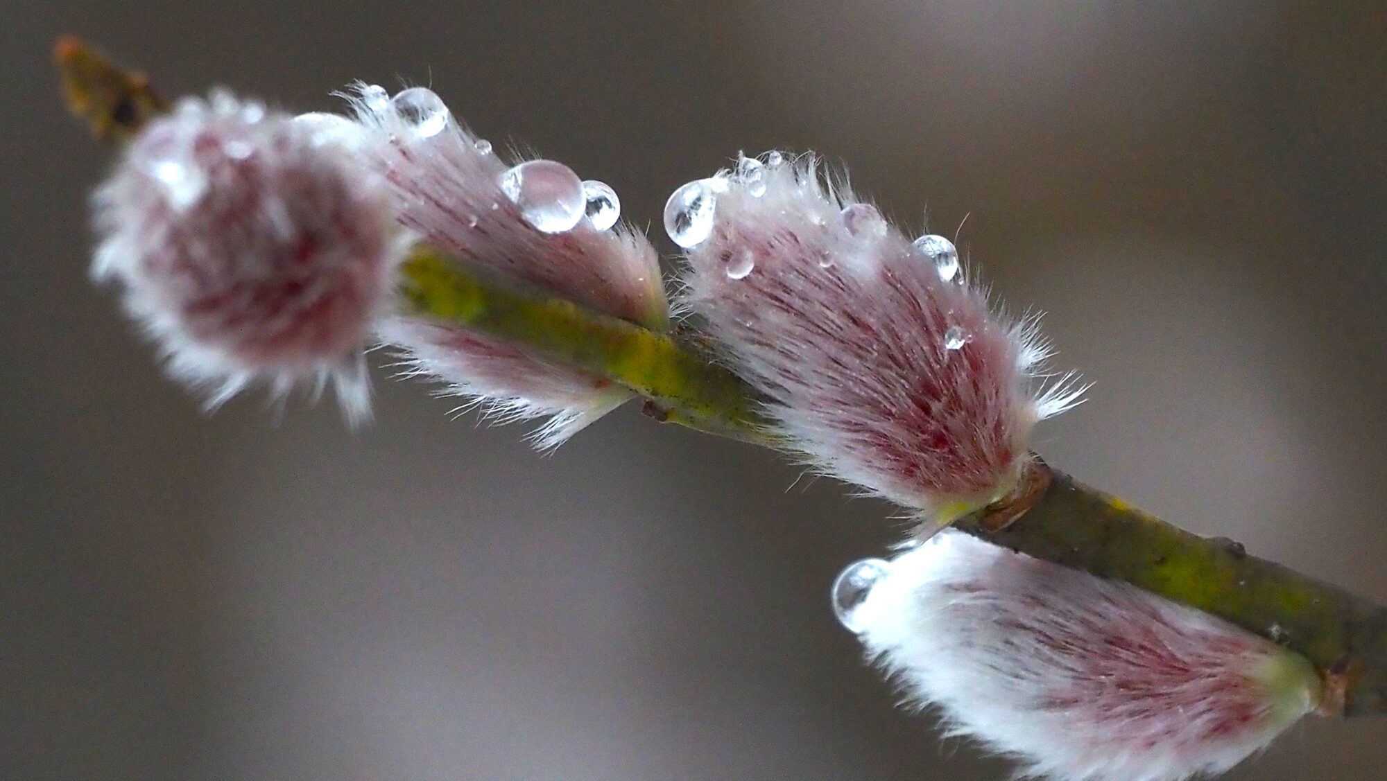 Valokuvaaja: Arja Valtonen Valokuvaaja: Arja Valtonen