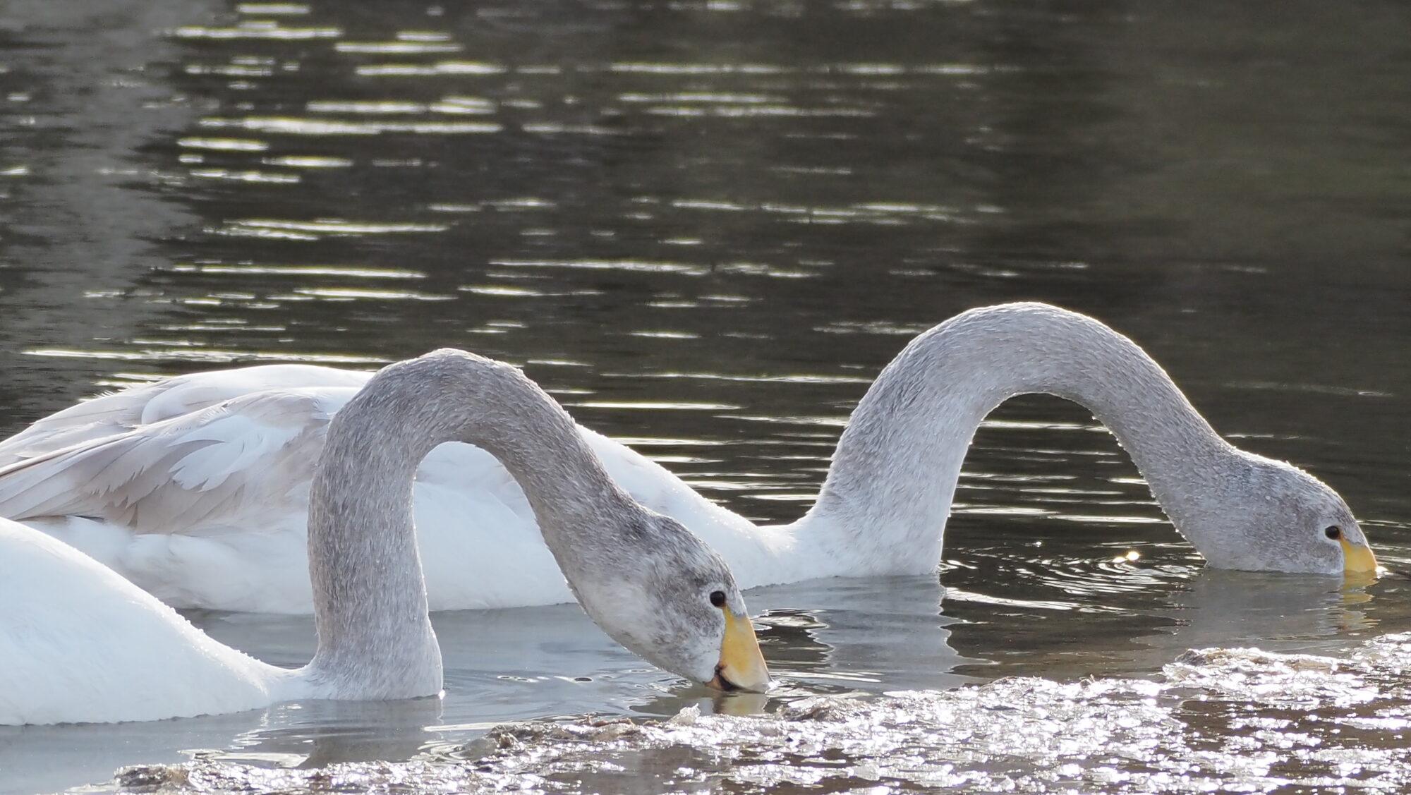 Valokuvaaja: Arja Valtonen