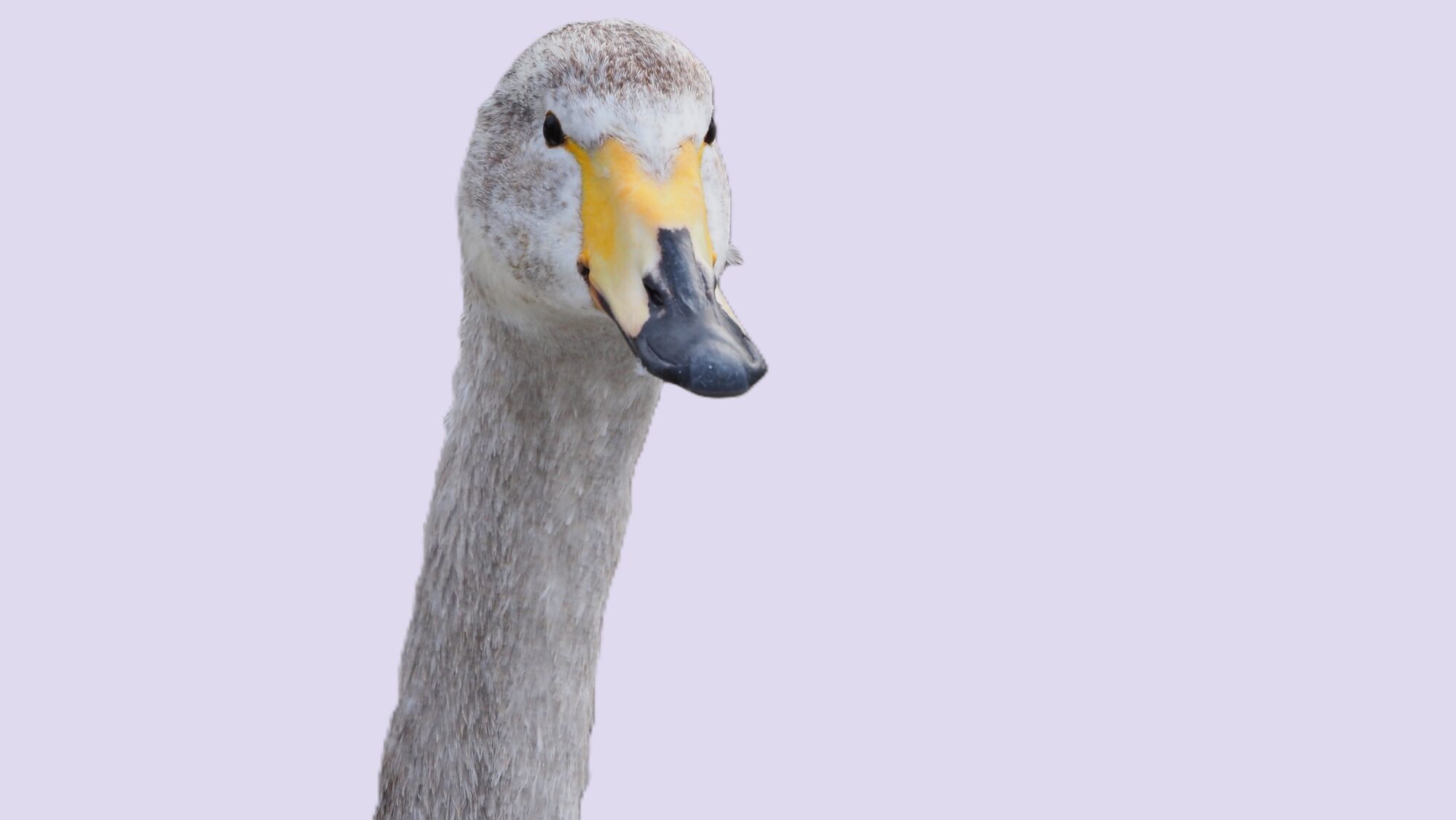 Valokuvaaja: Arja Valtonen