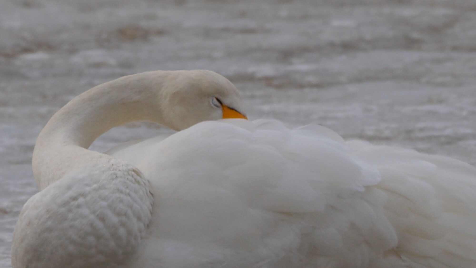Valokuvaaja: Arja Valtonen
