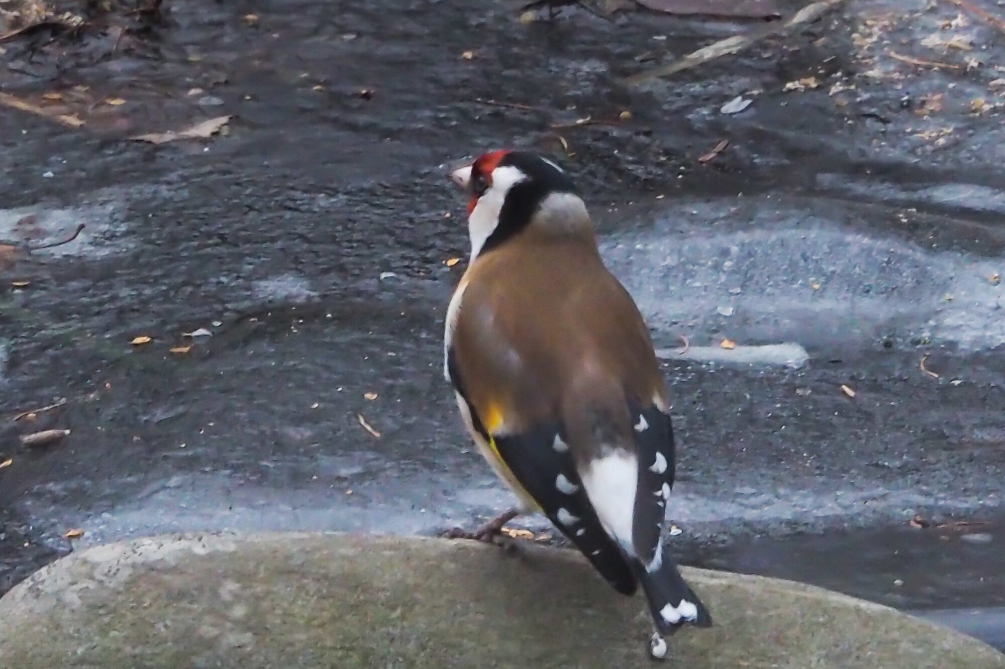 Valokuvaaja: Aki Jalava