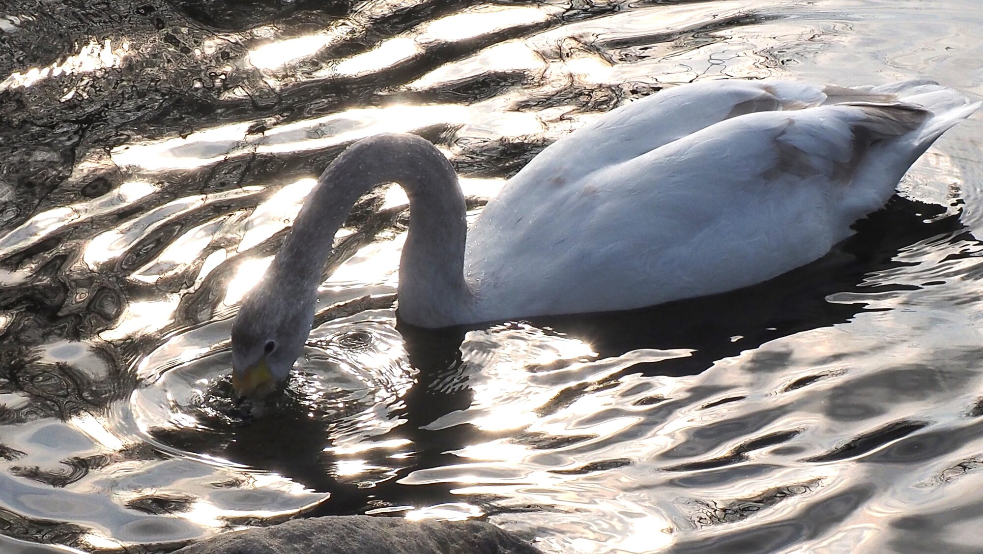 Valokuvaaja: Arja Valtonen Valokuvaaja: Arja Valtonen