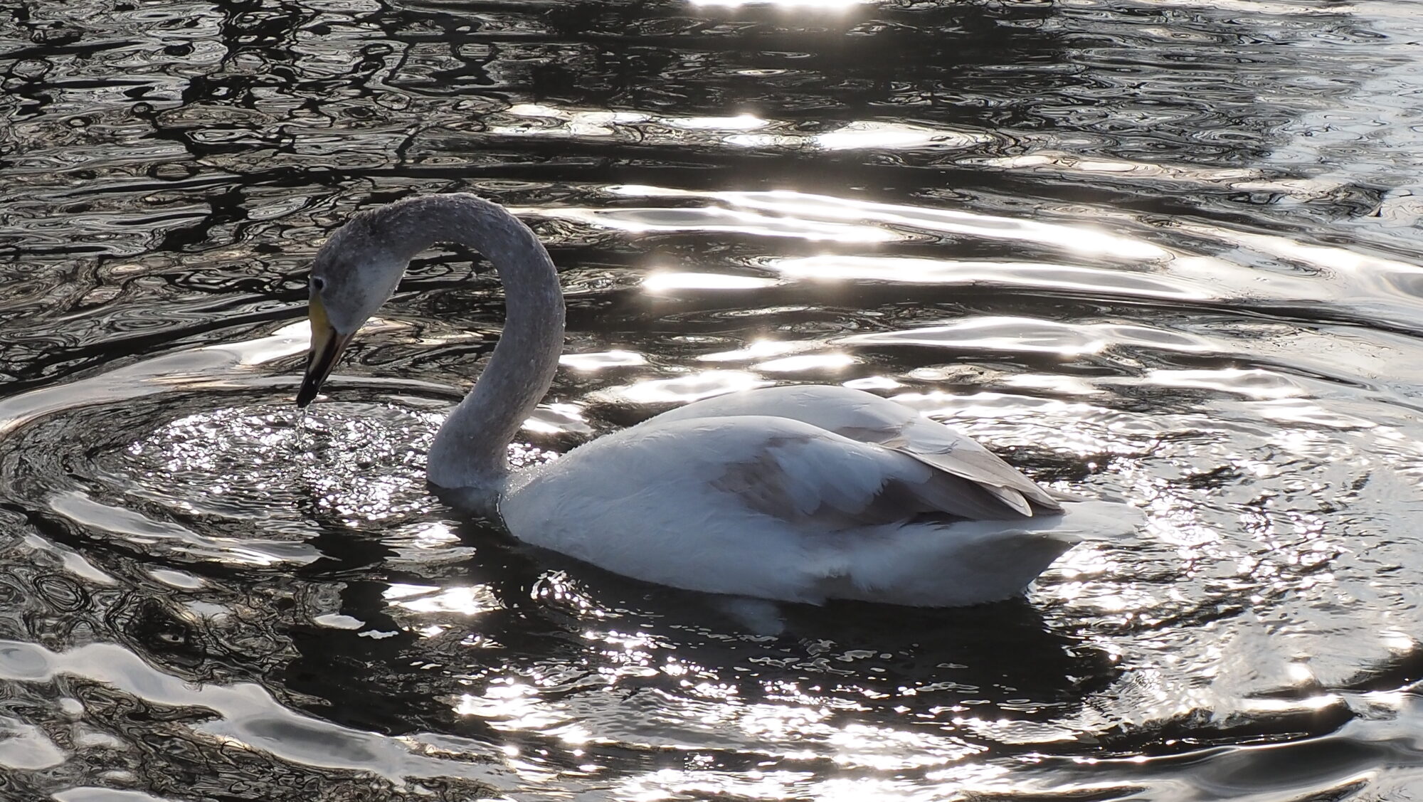 Valokuvaaja: Arja Valtonen Valokuvaaja: Arja Valtonen