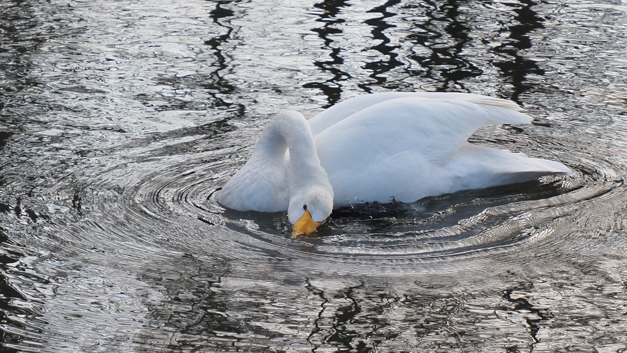 Valokuvaaja: Arja Valtonen Valokuvaaja: Arja Valtonen
