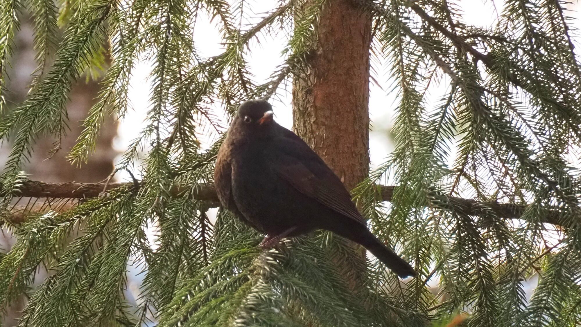 Valokuvaaja: Arja Valtonen Valokuvaaja: Arja Valtonen