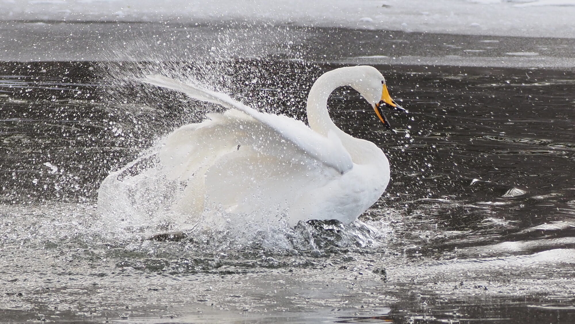 Valokuvaaja: Arja Valtonen Valokuvaaja: Arja Valtonen