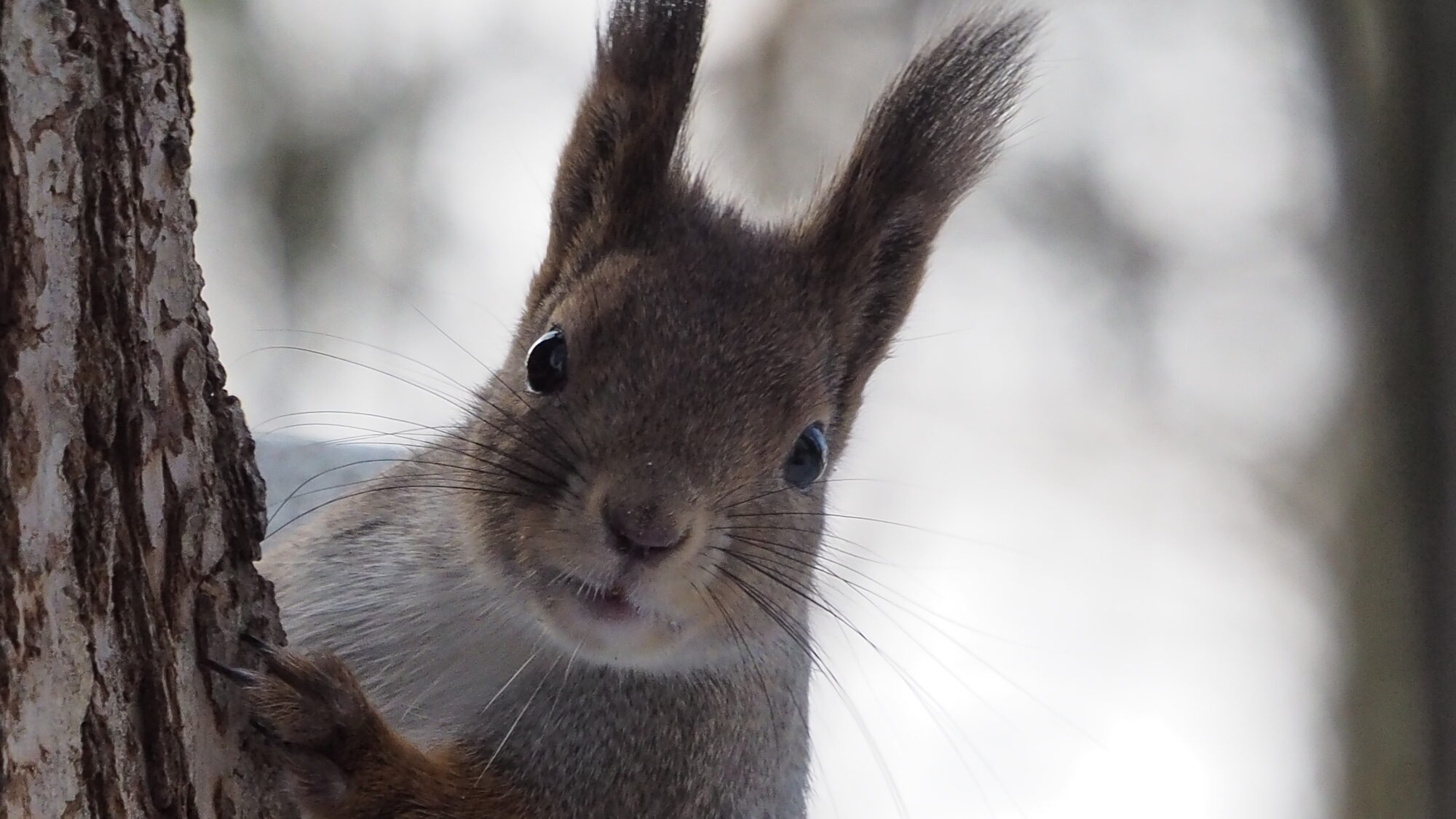 Valokuvaaja: Martti Valtonen Valokuvaaja: Martti Valtonen