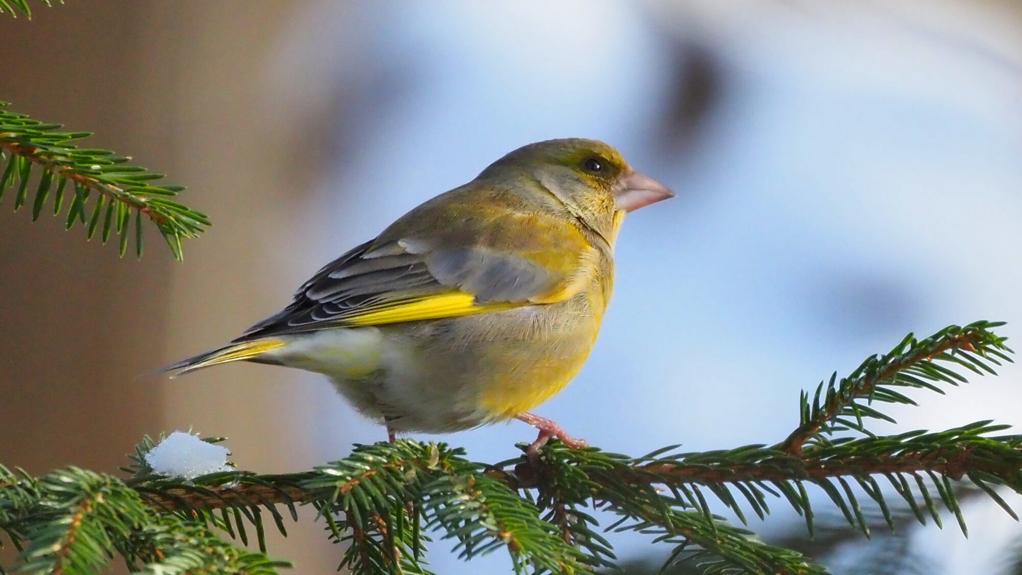 Valokuvaaja: Arja Valtonen Valokuvaaja: Arja Valtonen